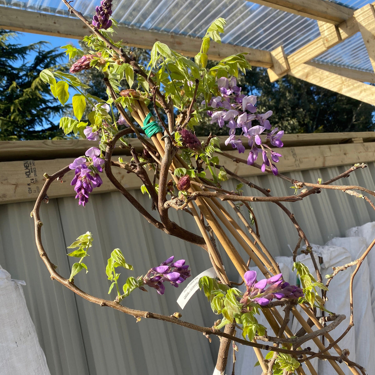 Wisteria Brachybotrys ikon yama fuji - 6.5L