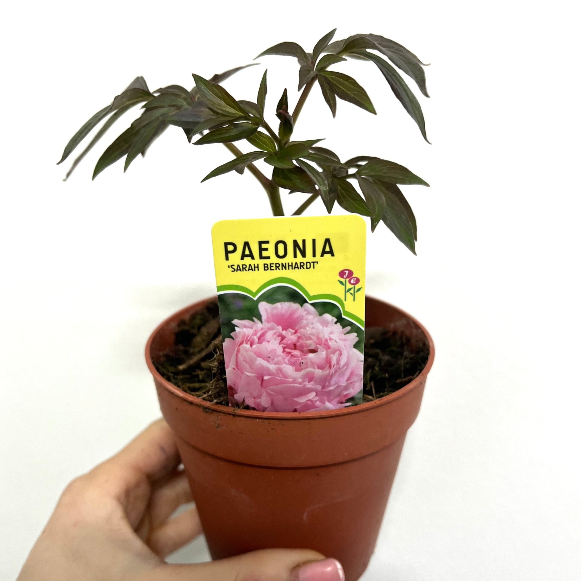 Peony Mix of 3 Plants (3 x 9cm-1L Pots)