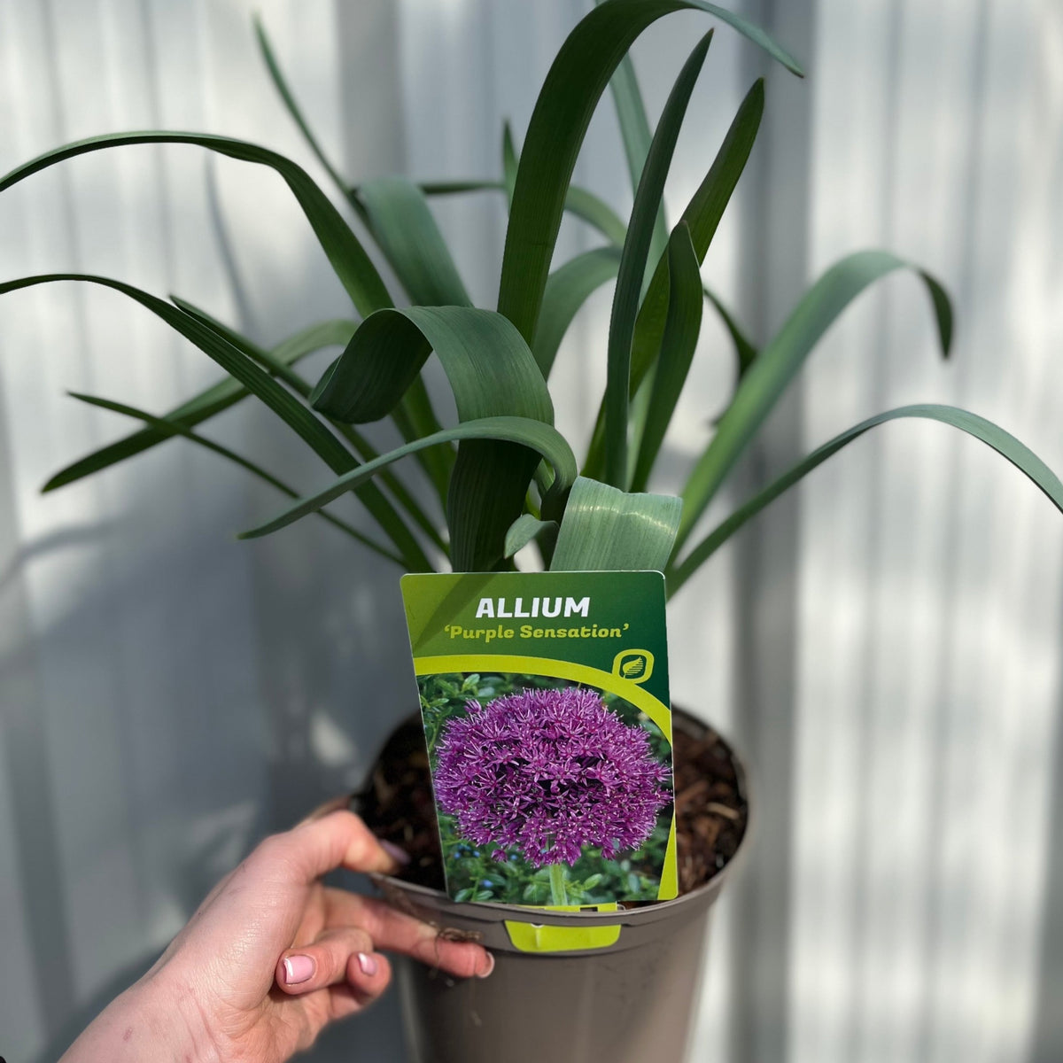 A hand holds a potted Allium hollandicum &#39;Purple Sensation&#39;, a pollinator-friendly perennial with long green leaves and a label displaying its vibrant purple blooms, set against a corrugated white background. Two sizes available.