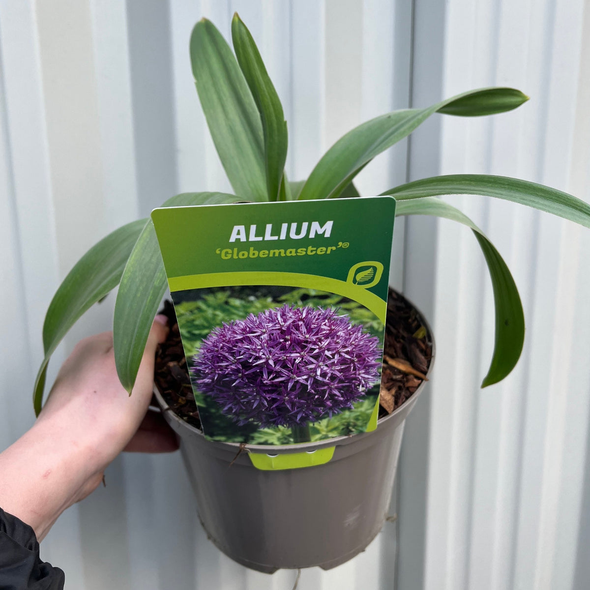 A hand holds a potted Allium &#39;Globemaster&#39; 2L with broad green leaves. The label shows globe-shaped purple flowers and reads “ALLIUM Globemaster.” The background is a corrugated metal surface.