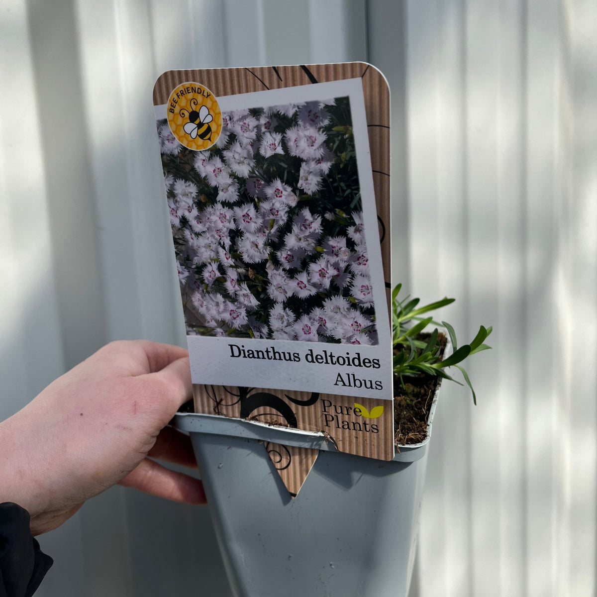 Dianthus deltoides &#39;Alba&#39; 9cm