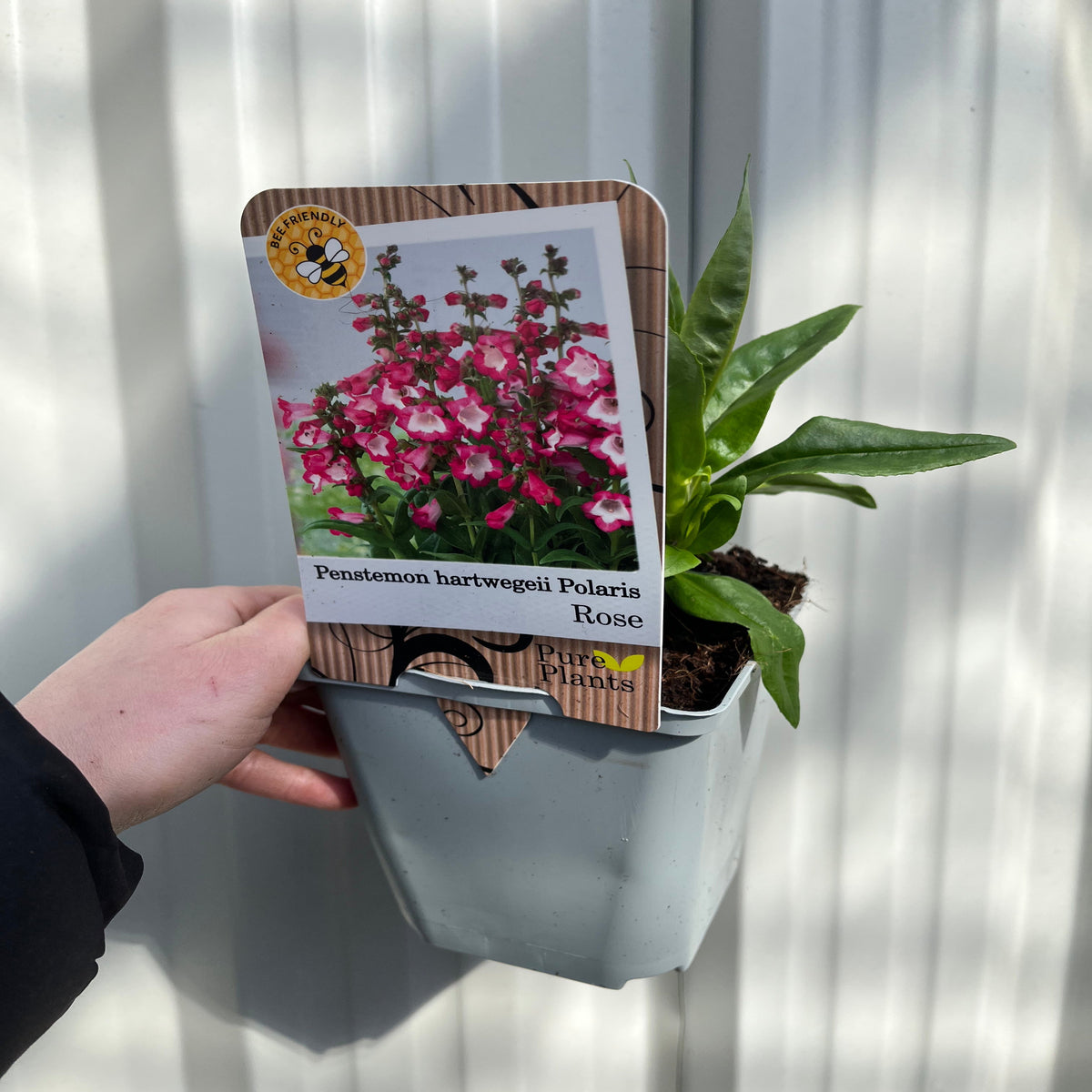 A hand holds a Penstemon hartwegii &#39;Rose&#39; 1L, a pollinator-friendly perennial in a gray pot, with a tag displaying pink and white flowers and a bee-friendly symbol, set against a white background.