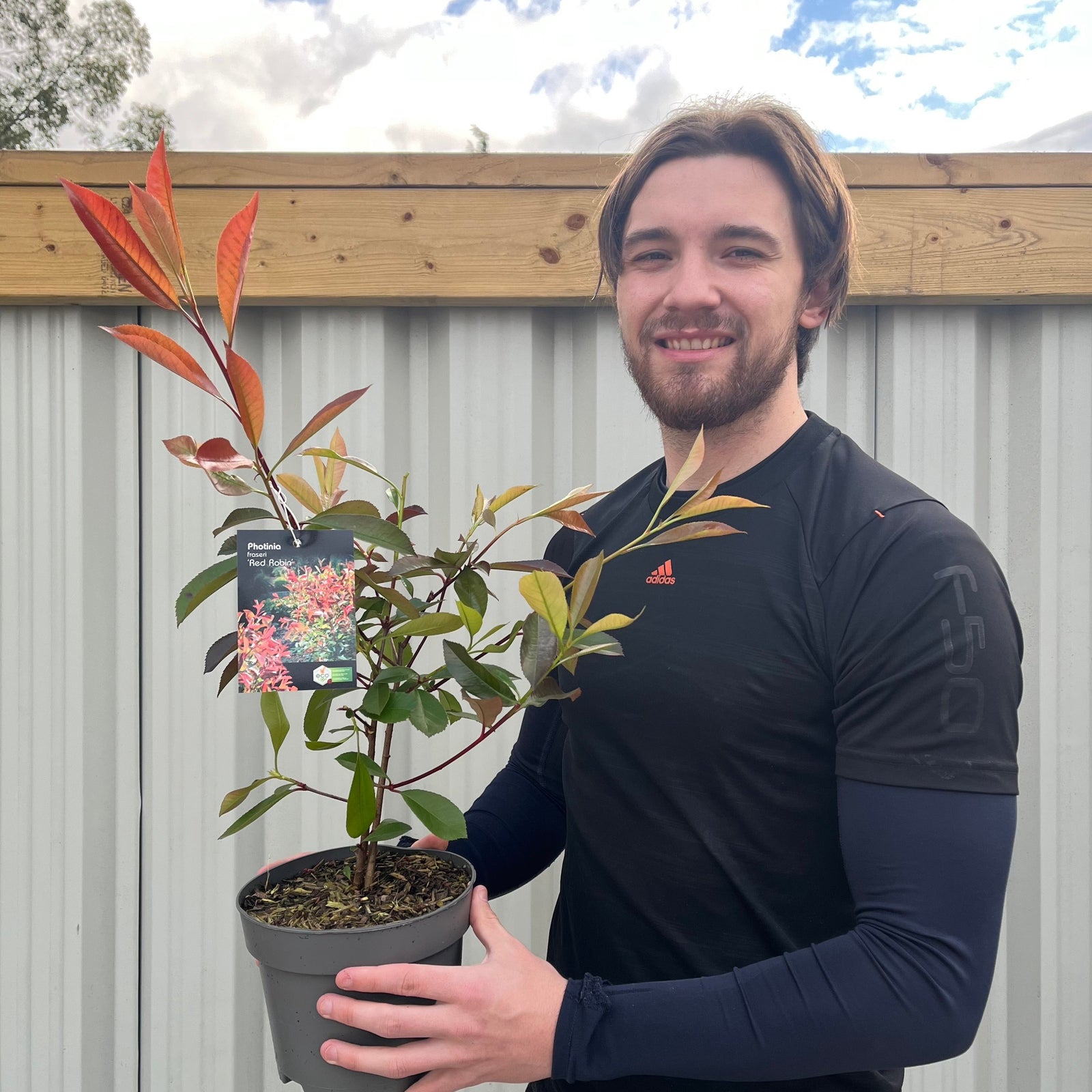 A smiling man in a black shirt holds a Photinia x fraseri 'Red Robin' 2L (60cm), an evergreen shrub with red-tipped leaves, standing by a corrugated metal fence and wooden beam under a partly cloudy sky.
