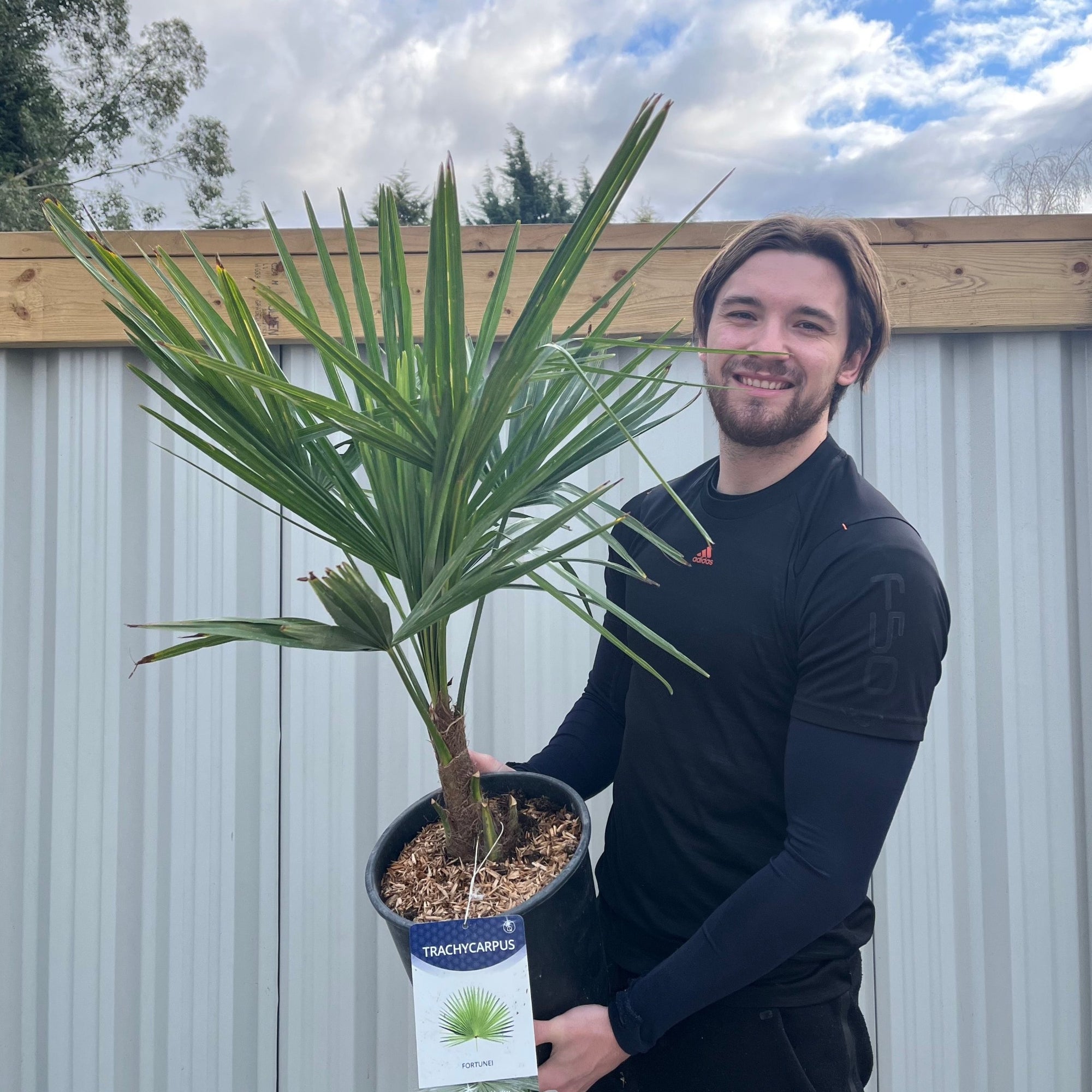 Hardy Fan Palm - Trachycarpus Fortunei (80-90cm)