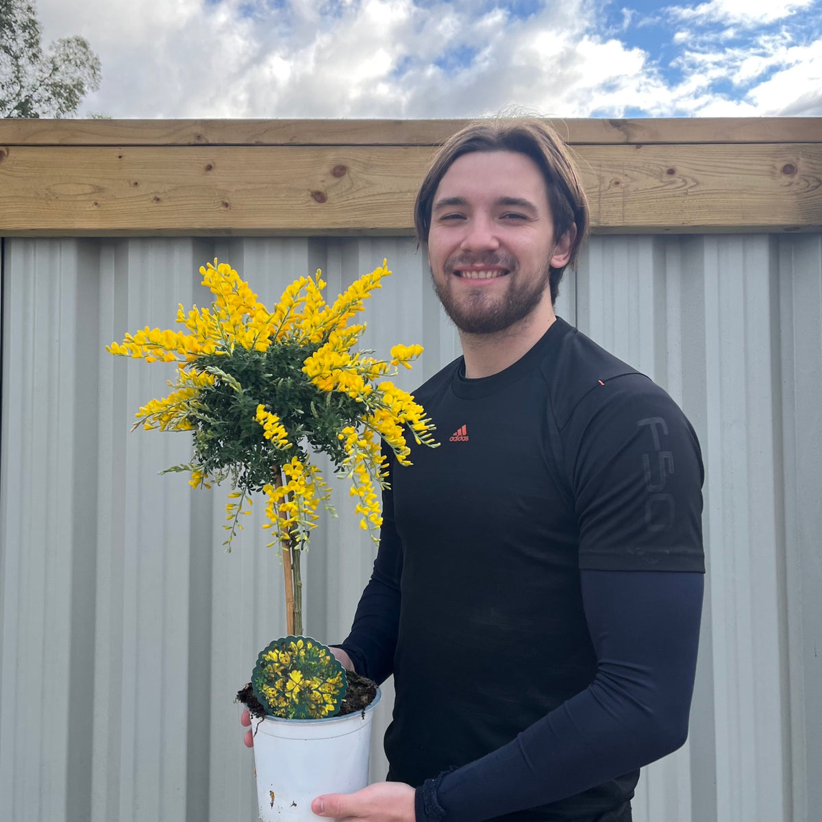 A smiling person with long brown hair in a black shirt holds a Broom Cytisus &#39;Racemosus&#39; On Stem 50cm, showcasing its fragrant yellow blooms in front of a corrugated metal fence and wooden beam beneath a partly cloudy sky.