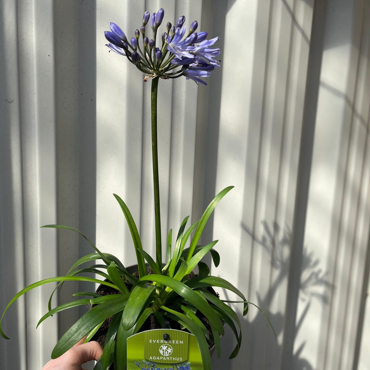 Agapanthus &#39;Summer Love&#39; 2L