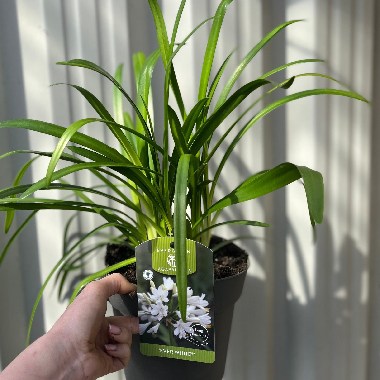 A hand holds an Agapanthus 'Ever White' 2L, a perennial with long, slender green leaves. Its label features white flowers and the name 'Ever White'. Sunlight creates shadows on the corrugated white background.