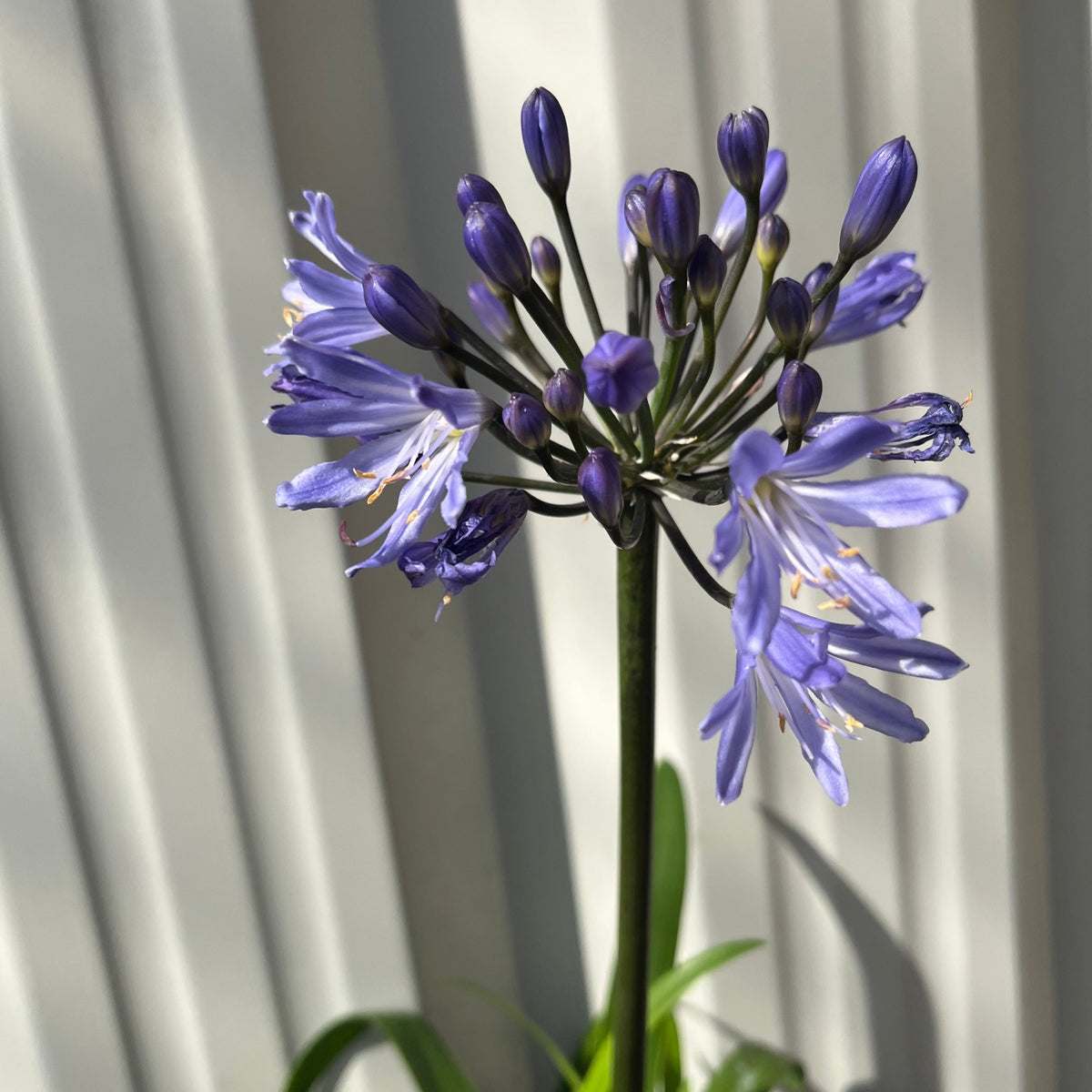 Agapanthus &#39;Summer Love&#39; 2L