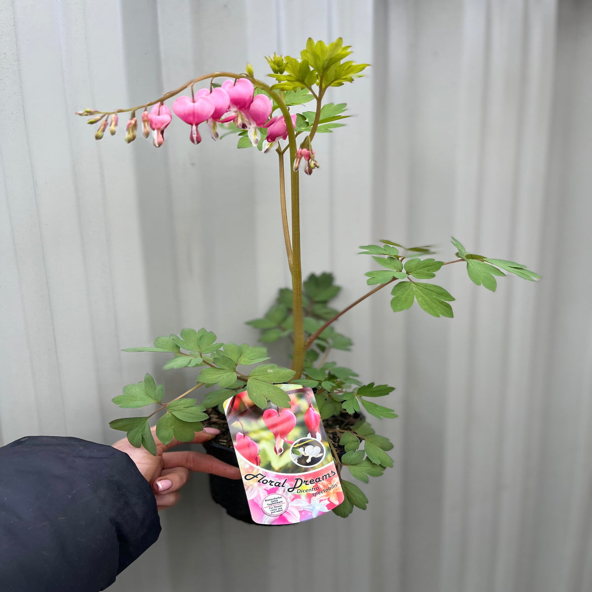 A hand holding Dicentra Spectabilis &#39;Bleeding Heart&#39; Pink (6cm - 2L), a shade-loving perennial.