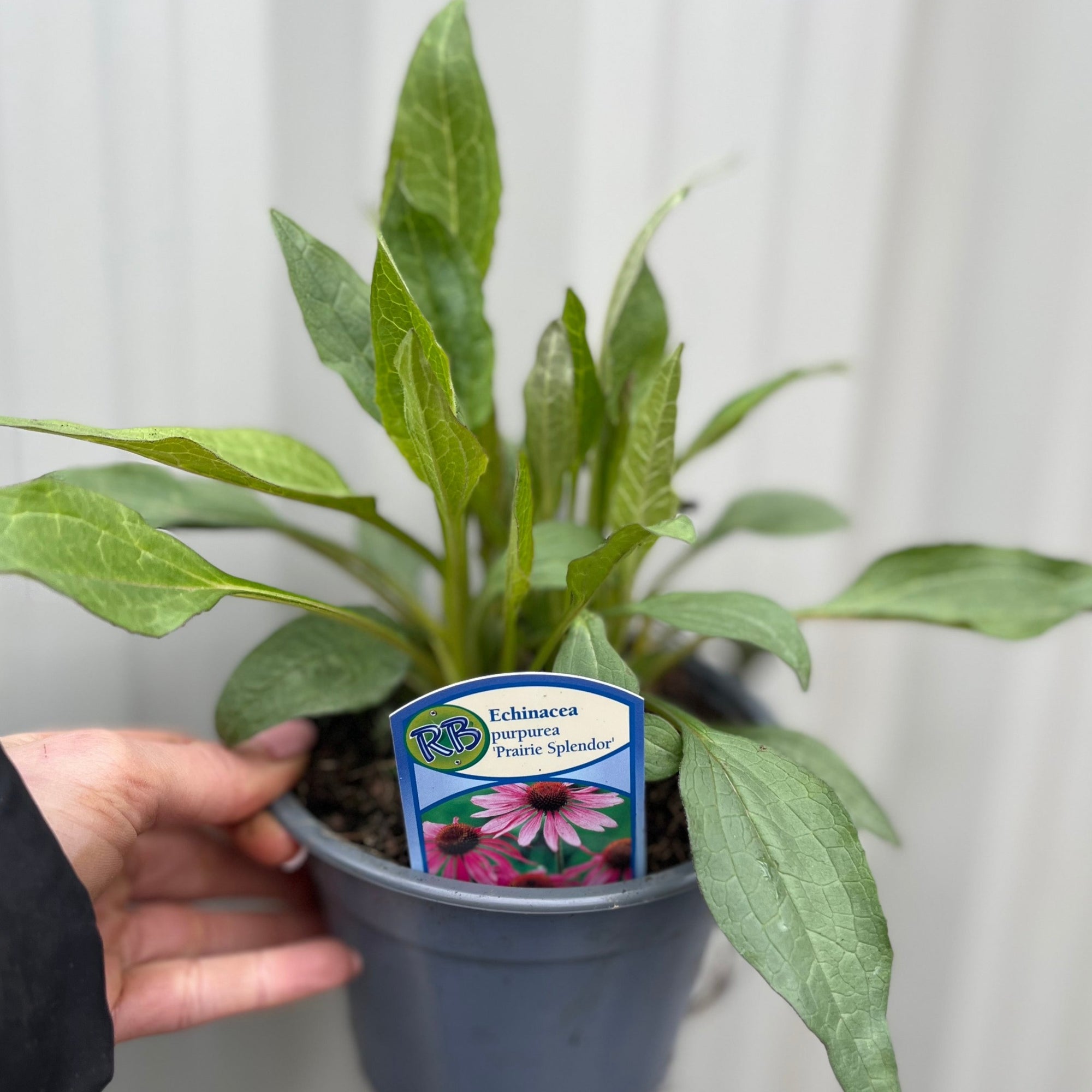 Echinacea purpurea 'Prairie Splendor' Rose 9cm
