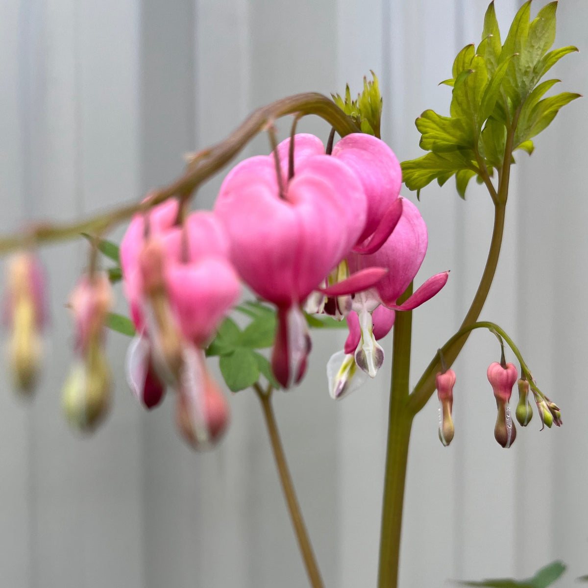 Close-up of Dicentra Spectabilis &#39;Bleeding Heart&#39; Pink (6cm - 2L), a shade-loving perennial with pink heart-shaped flowers and green leaves, displayed in a row on an arching stem against a soft gray background.
