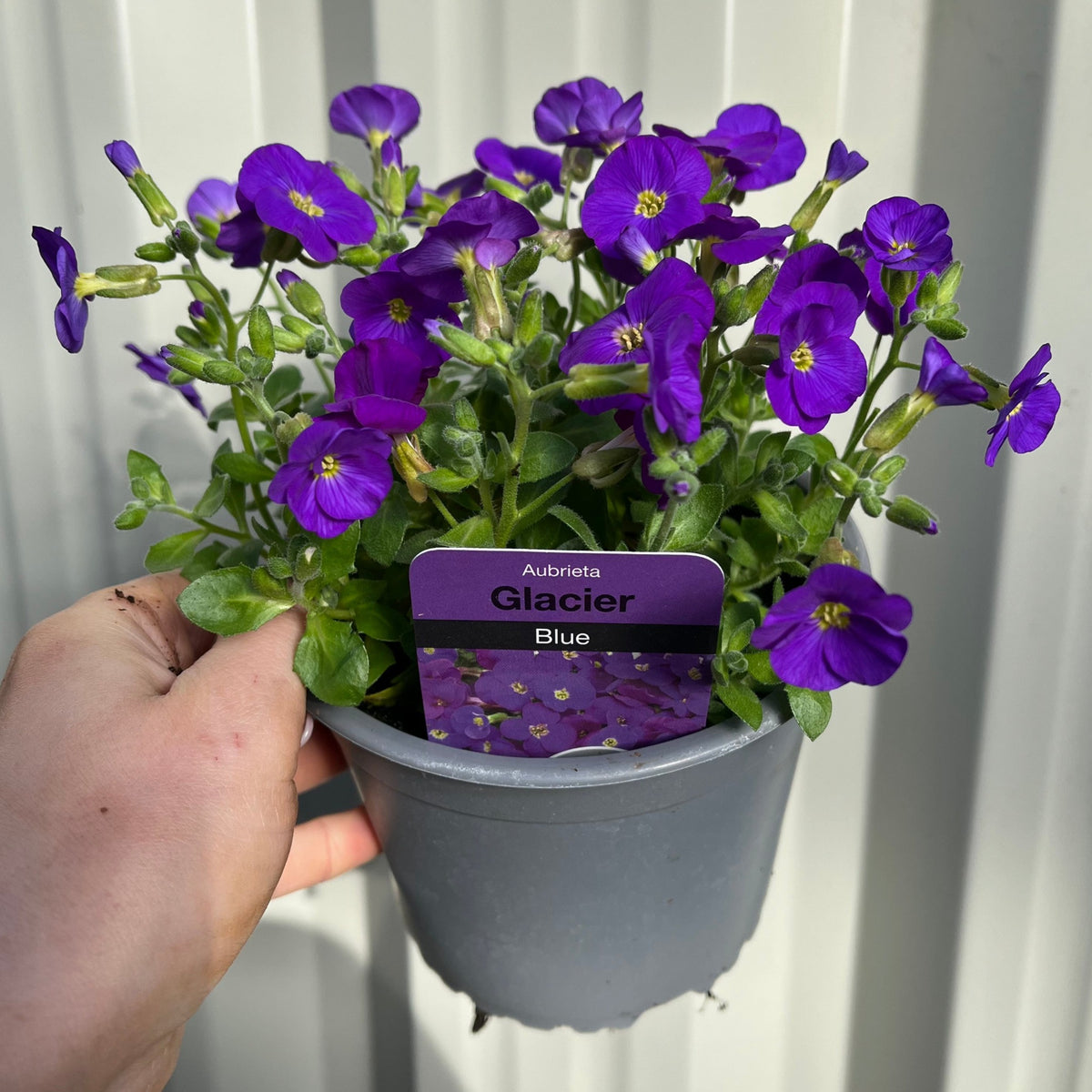 A hand holds a gray pot with blooming Aubretia &#39;Glacier Blue&#39; 1L, showing vibrant purple flowers, a plant label, and a light ridged background.