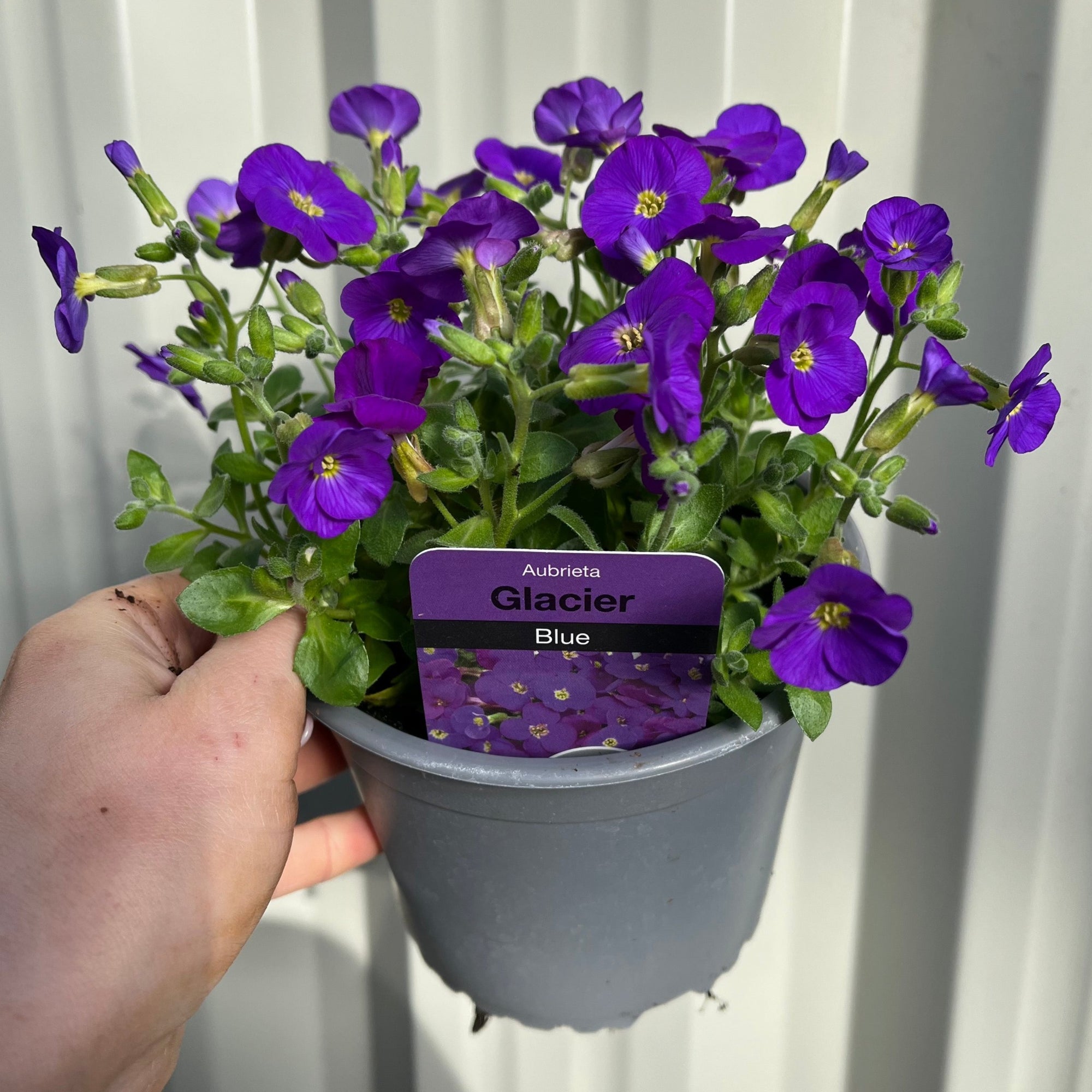 Aubretia 'Glacier Blue' 1L