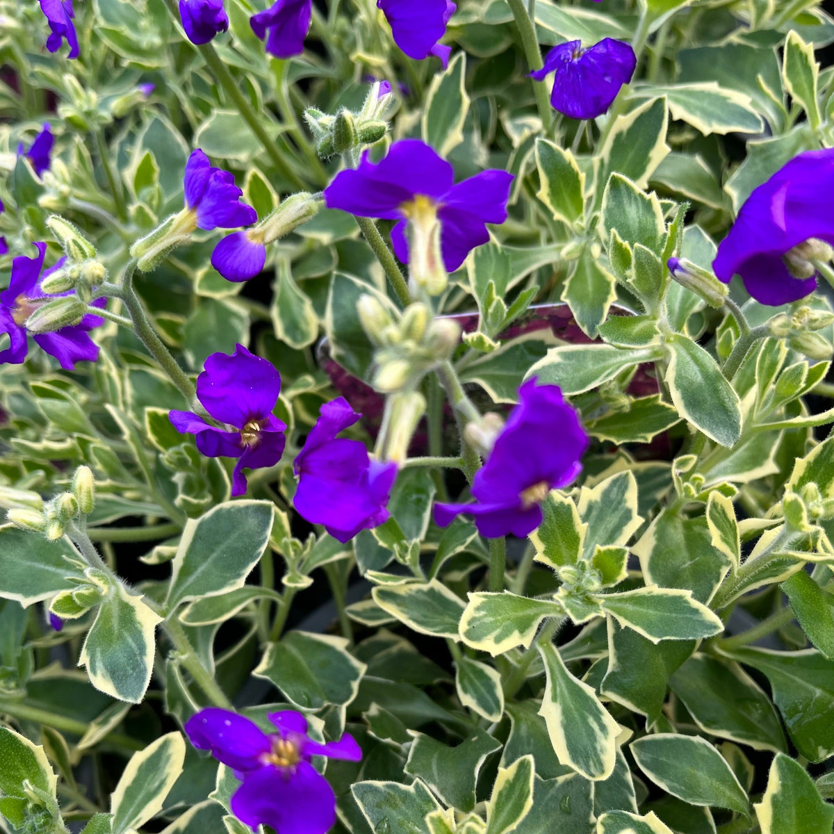 Aubretia deltoidea &#39;Doctor Mules&#39; 1.5L