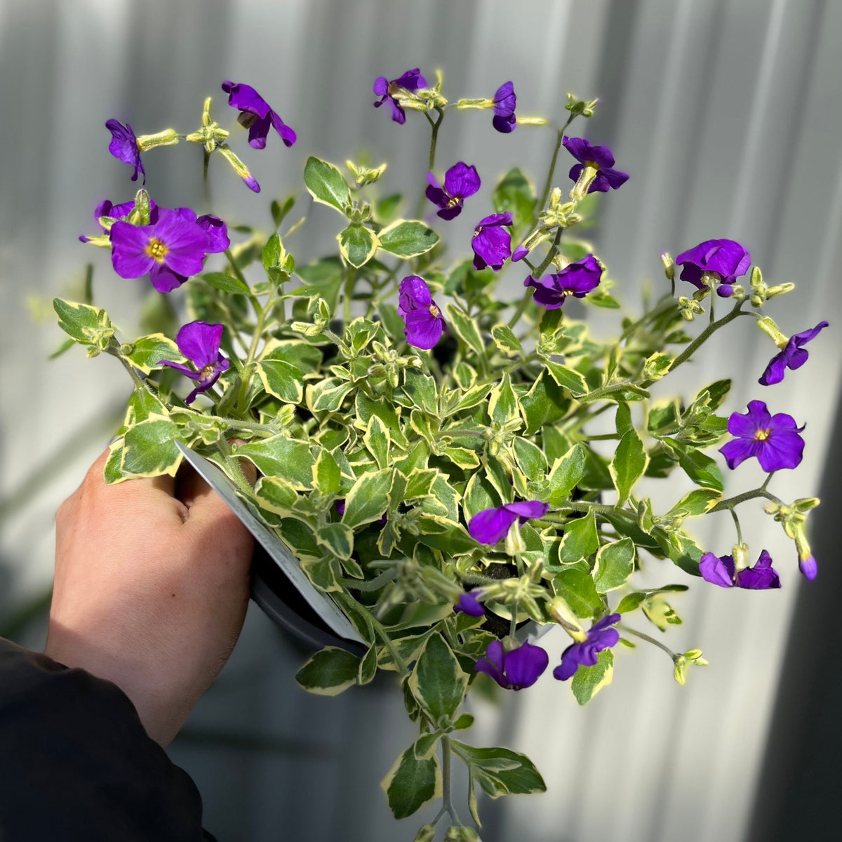 Aubretia deltoidea &#39;Doctor Mules&#39; 1.5L