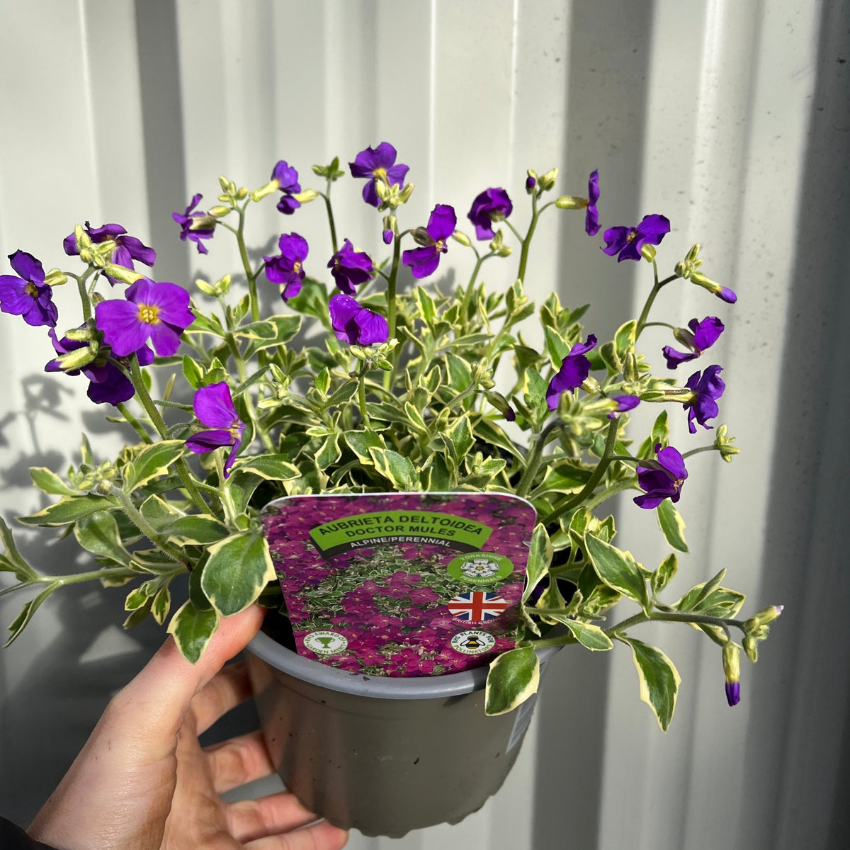 Aubretia deltoidea &#39;Doctor Mules&#39; 1.5L