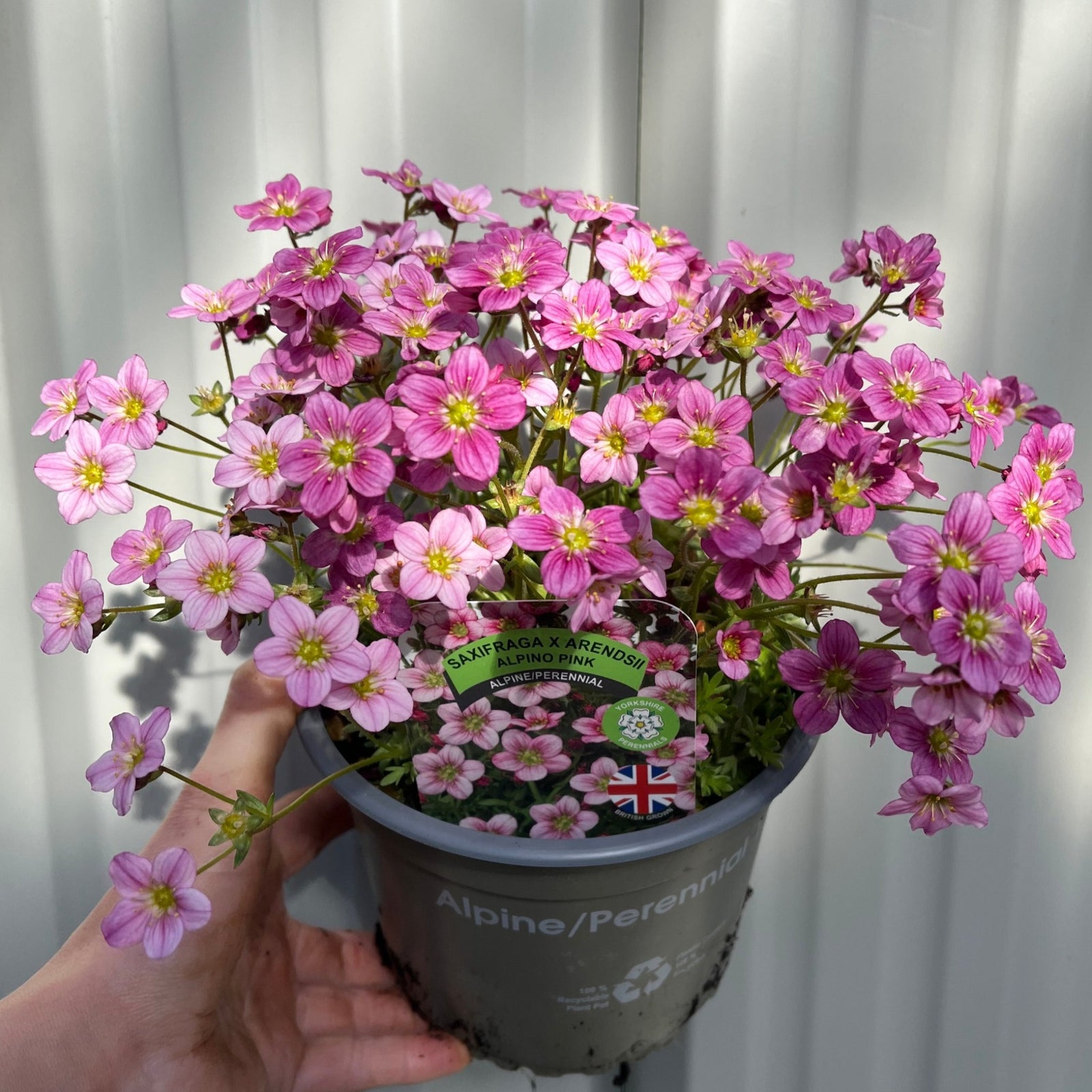 Saxifraga x Arendsii 'Alpino Pink' Perennial 14cm, 1.5L