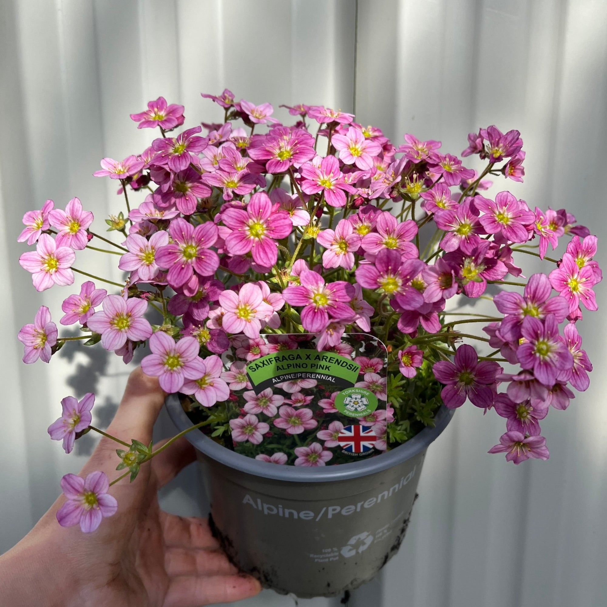 Saxifraga x Arendsii 'Alpino Pink' Perennial 14cm, 1.5L