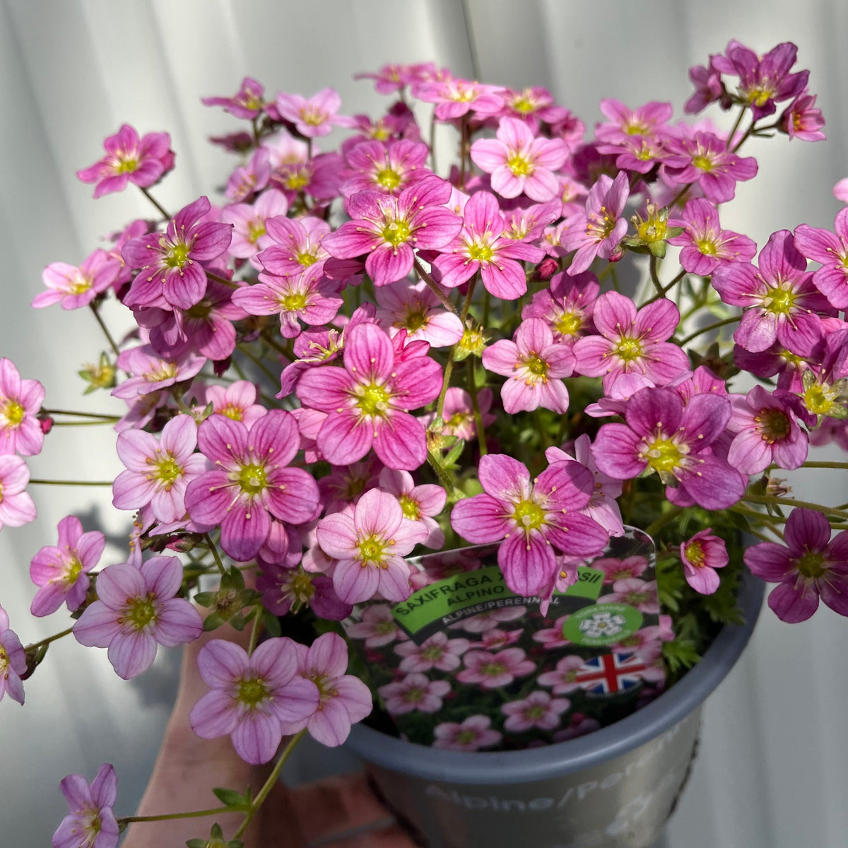 Saxifraga x Arendsii &#39;Alpino Pink&#39; Perennial 14cm, 1.5L
