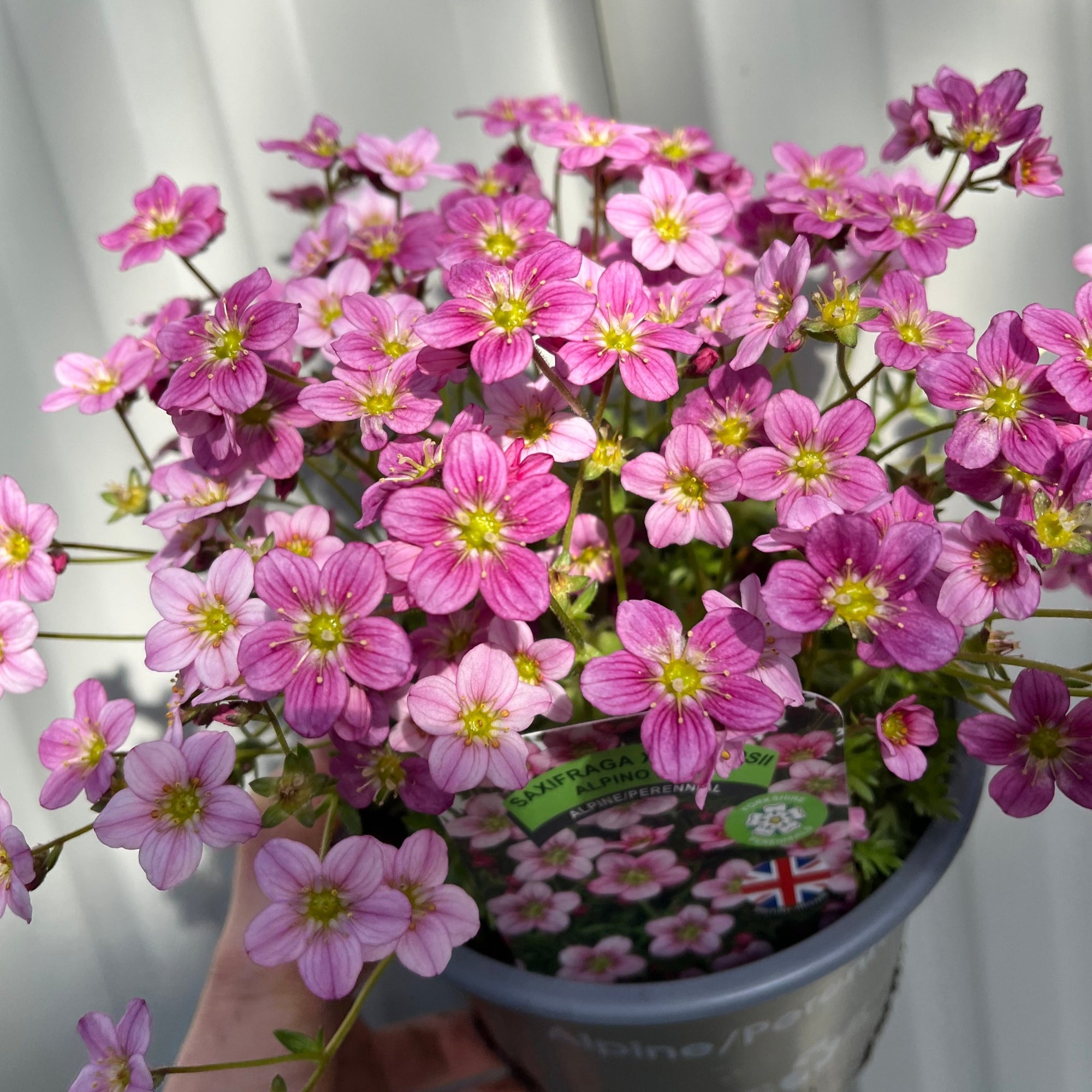 SPECIAL OFFER: Saxifraga - Pixie Mix of 5