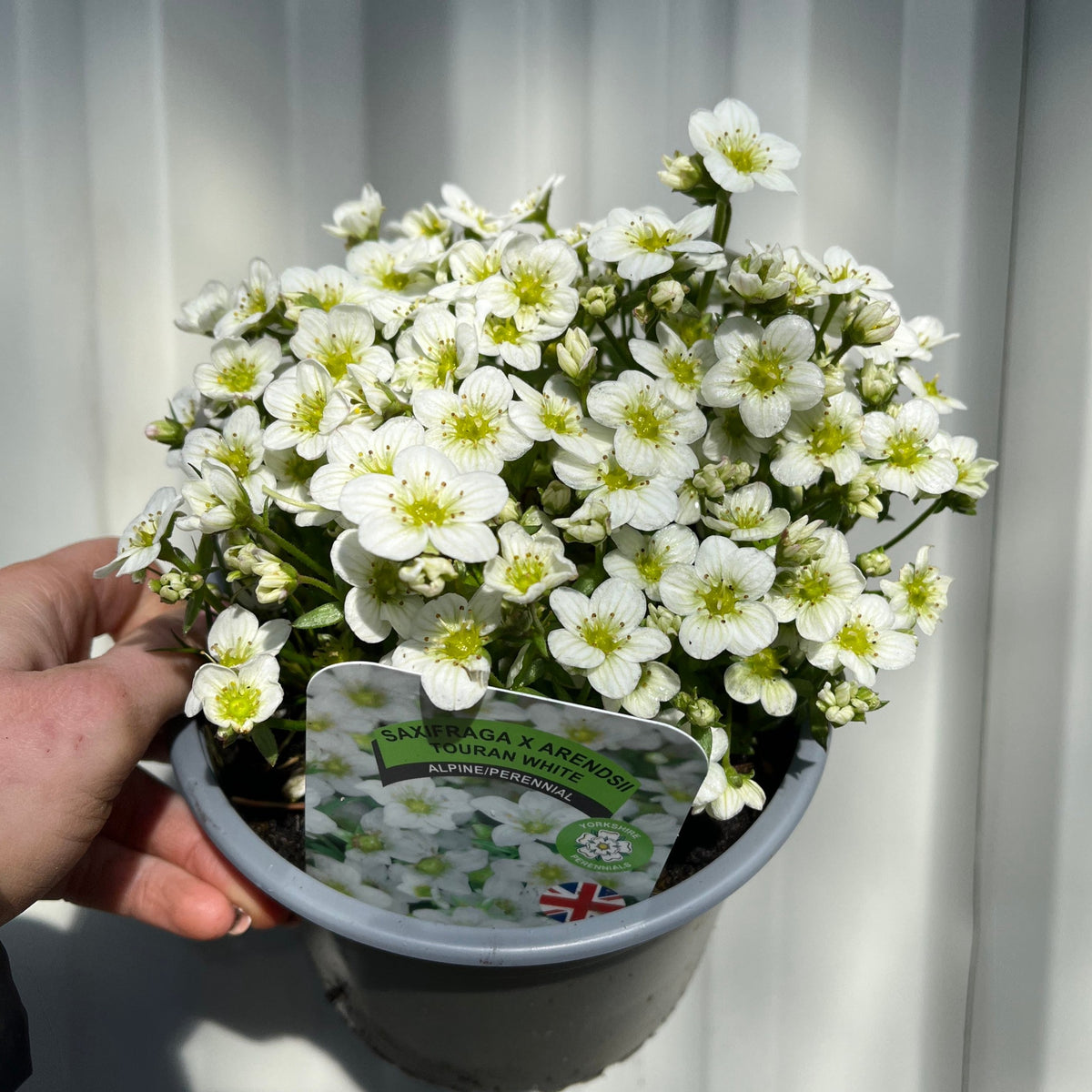 A hand holds a gray pot of Saxifraga x Arendsii Touran White 1.5L, an evergreen perennial rockery plant in full bloom. A plant label with text and a British flag is visible among the lush green foliage.
