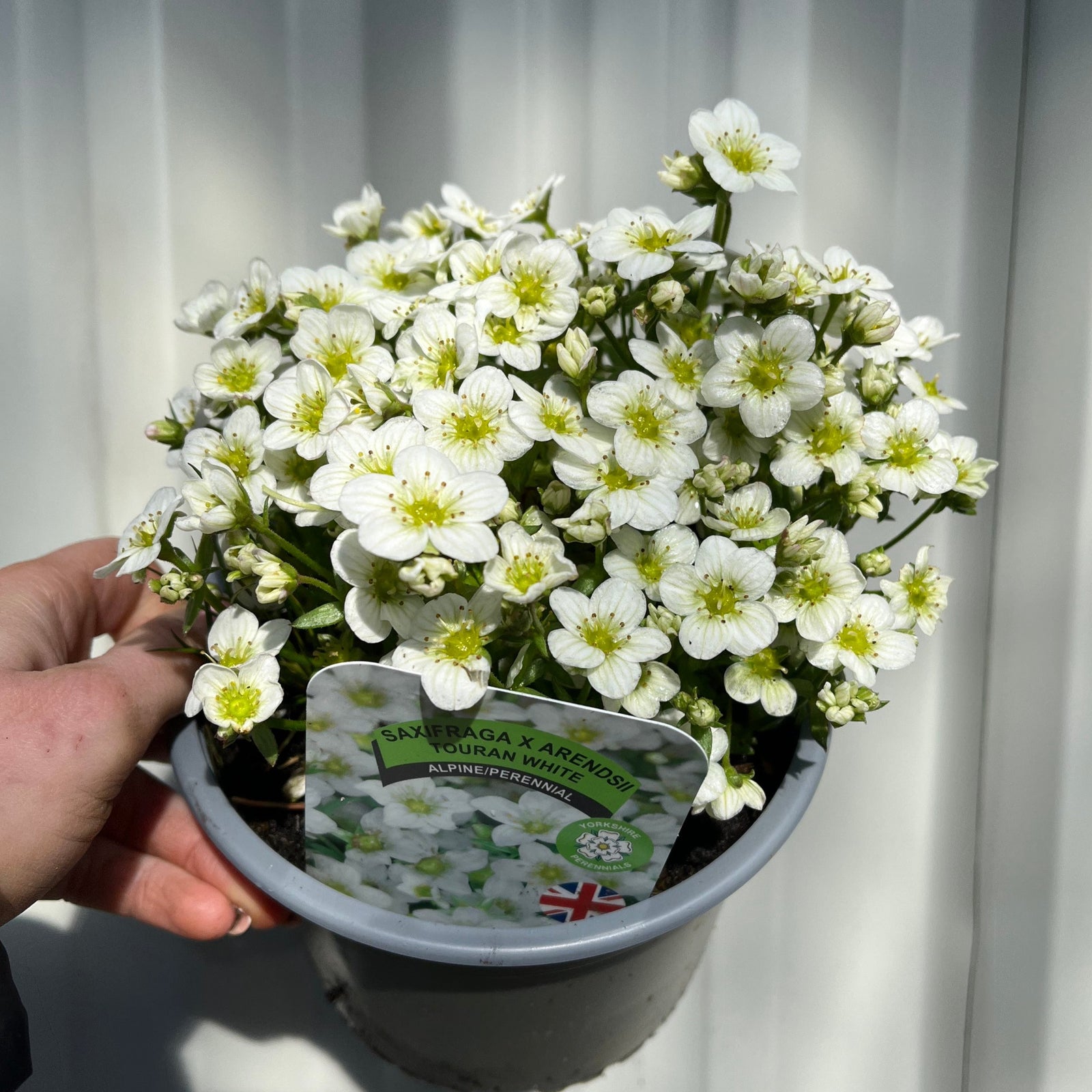 A hand holds a gray pot of Saxifraga x Arendsii Touran White 1.5L, an evergreen perennial rockery plant in full bloom. A plant label with text and a British flag is visible among the lush green foliage.