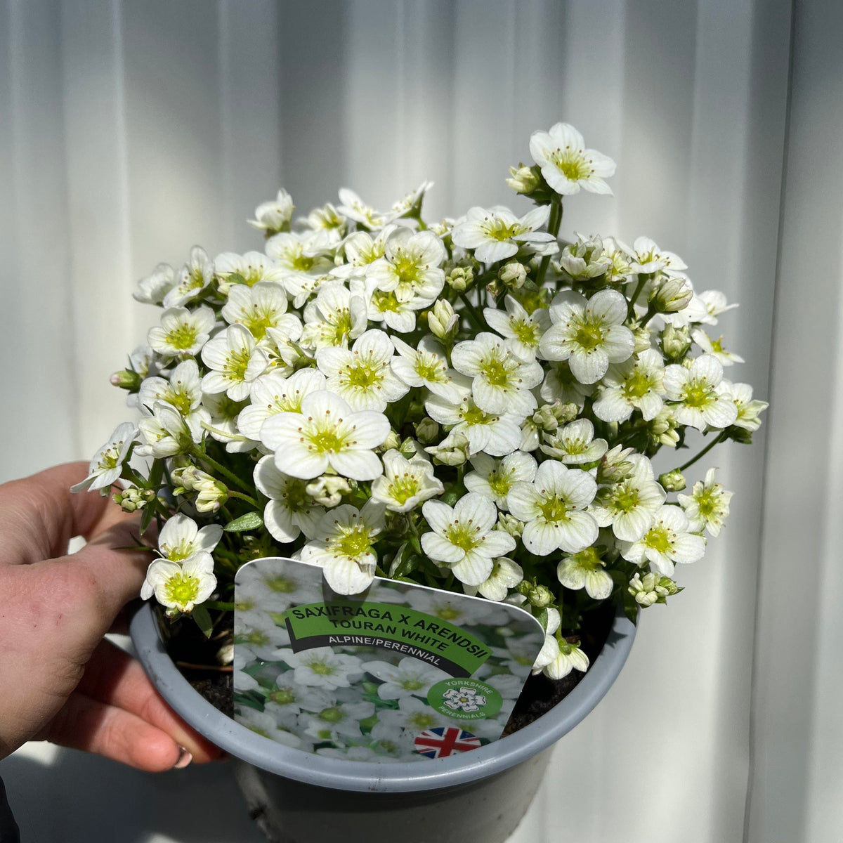 SPECIAL OFFER: Saxifraga - Pixie Mix of 5
