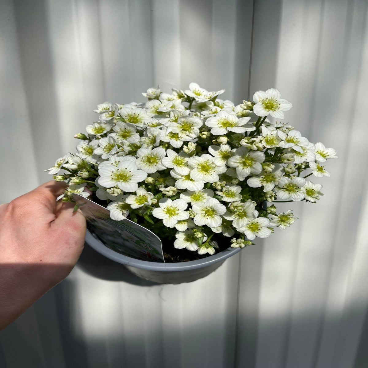 A hand holds a Saxifraga x Arendsii Touran White 1.5L pot, featuring an evergreen perennial with small white flowers and yellow centers. Light gray vertical panels and soft sunlight create gentle shadows in the background.