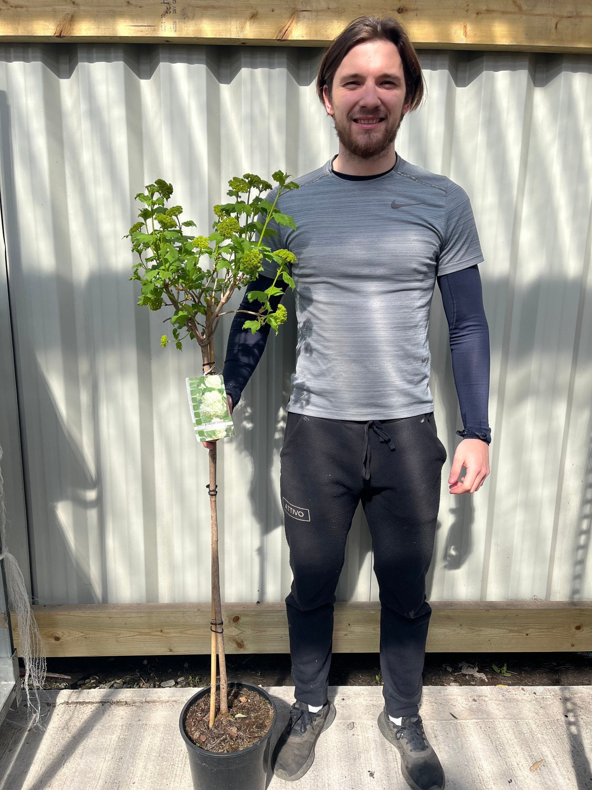 A smiling person in a grey shirt and black pants stands outdoors, holding a potted Snowball tree (Standard Viburnum opulus &#39;Roseum&#39;, 1.8-2m), as sunlight creates shadows on the corrugated metal wall behind them.