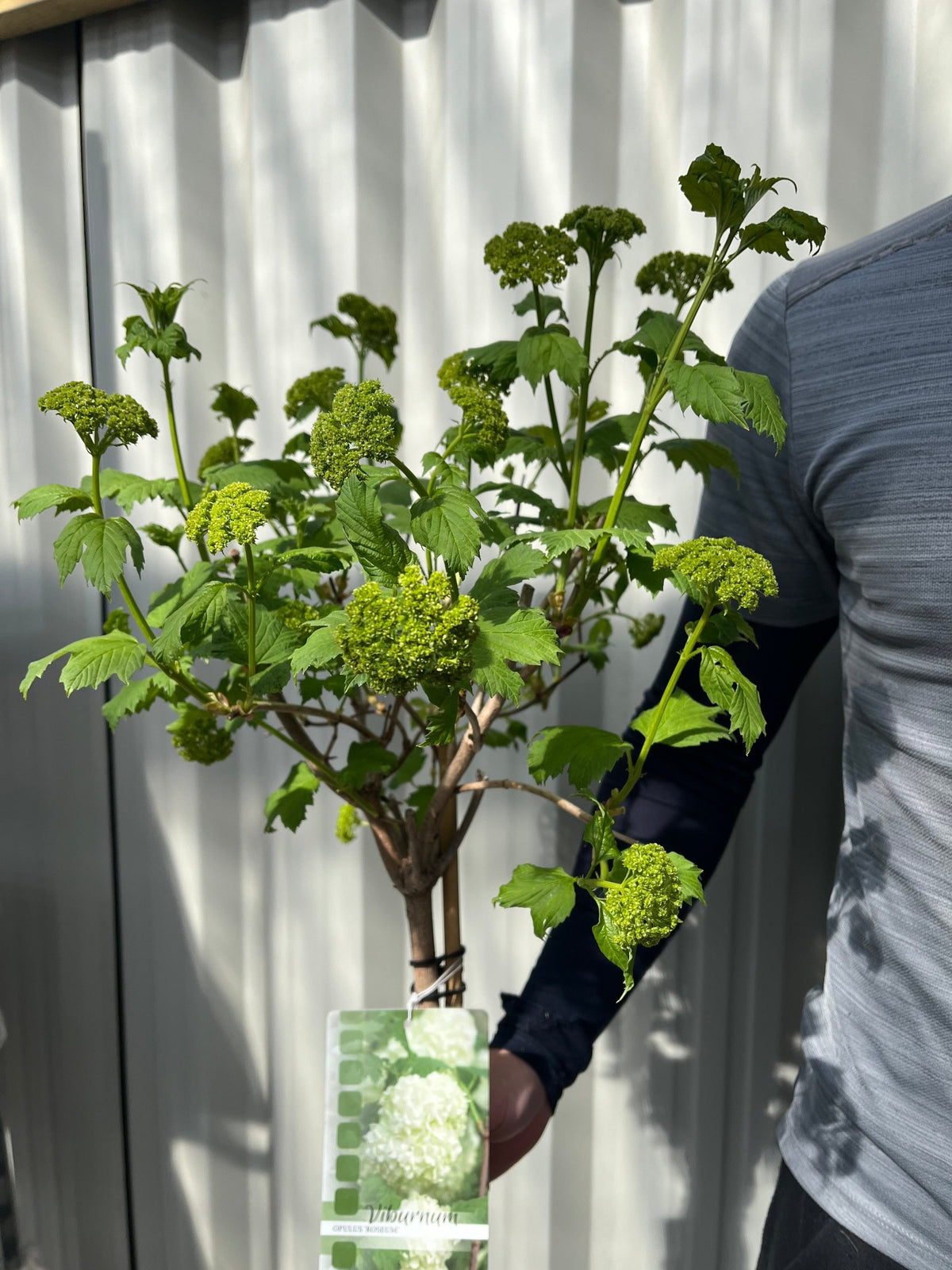 A person in a grey shirt holds a Snowball tree (Standard Viburnum opulus &#39;Roseum&#39;, 1.8-2m) with round flower clusters and serrated leaves, in front of a corrugated metal wall. A plant tag notes its RHS Award of Garden Merit.
