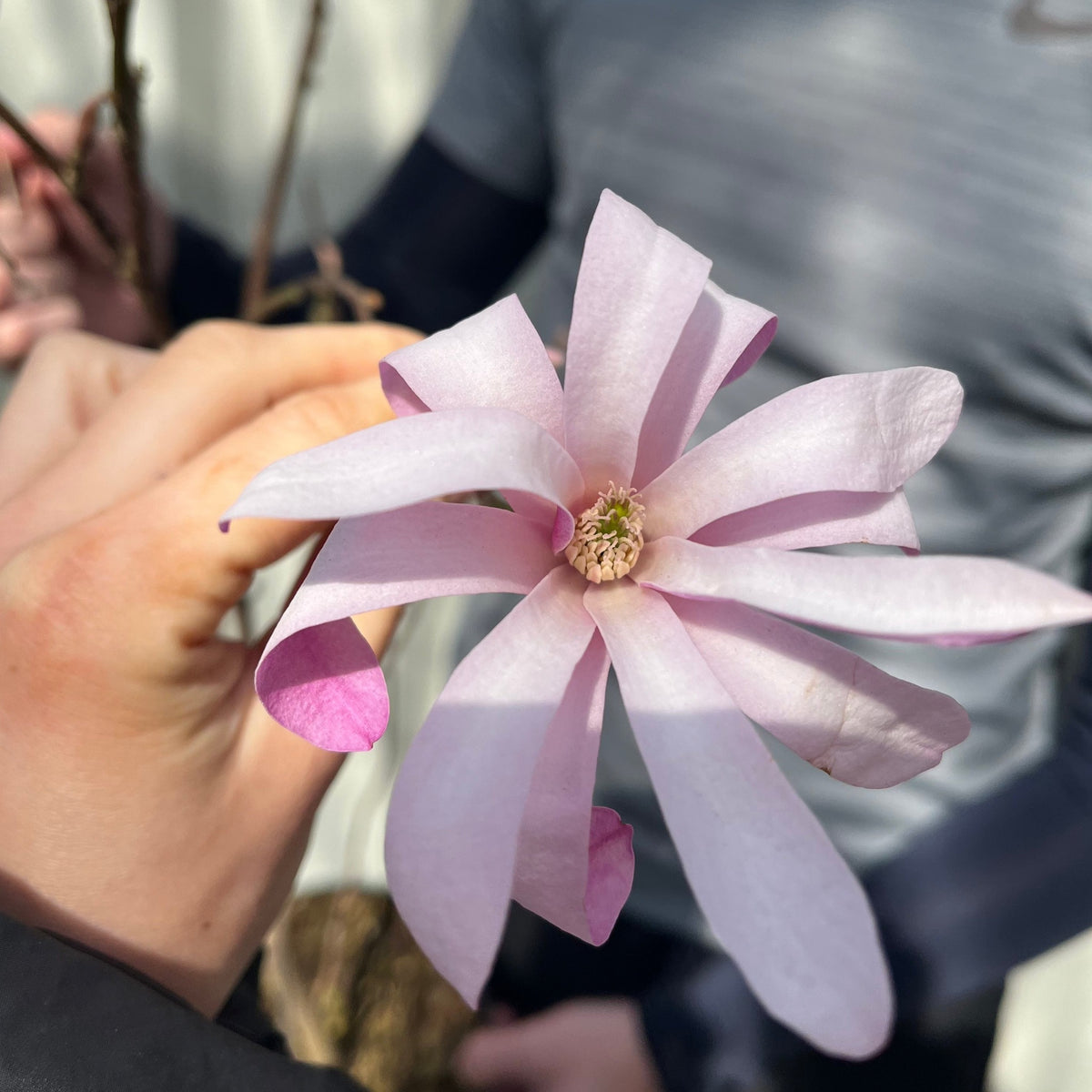 Magnolia x loebneri &#39;Leonard Messel&#39;