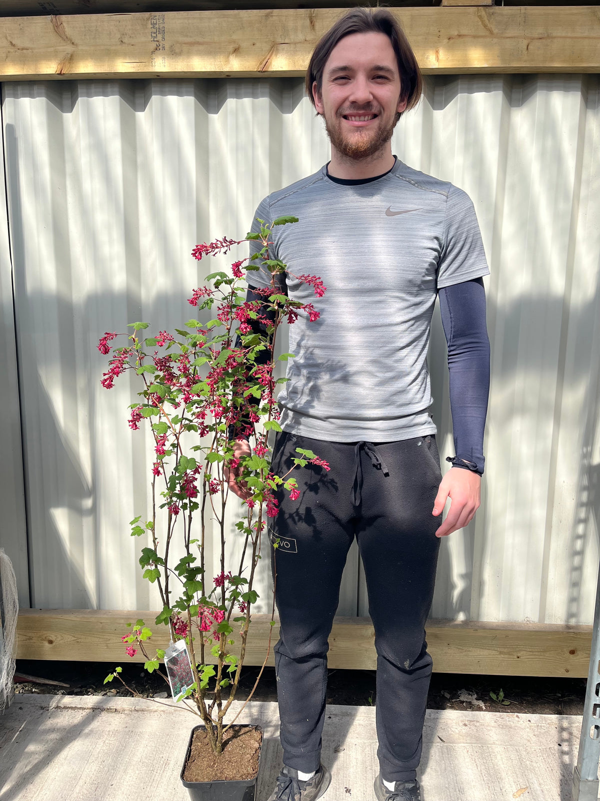 Smiling in the sunlight, a person in athletic wear holds a Ribes sanguineum &#39;King Edward VII&#39; Flowering Currant 2L 30-40cm with dark pink blooms outdoors by a corrugated metal fence.
