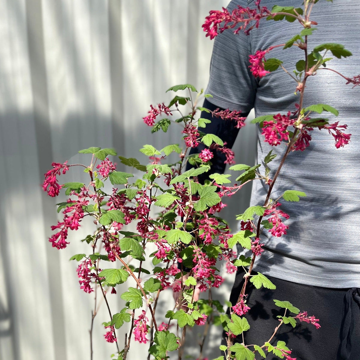 A person in a gray shirt stands behind a Ribes sanguineum &#39;King Edward VII&#39; Flowering Currant 2L (30-40cm), showing bright pink flower clusters and green leaves. Sunlight casts shadows on a pale wall in the background.
