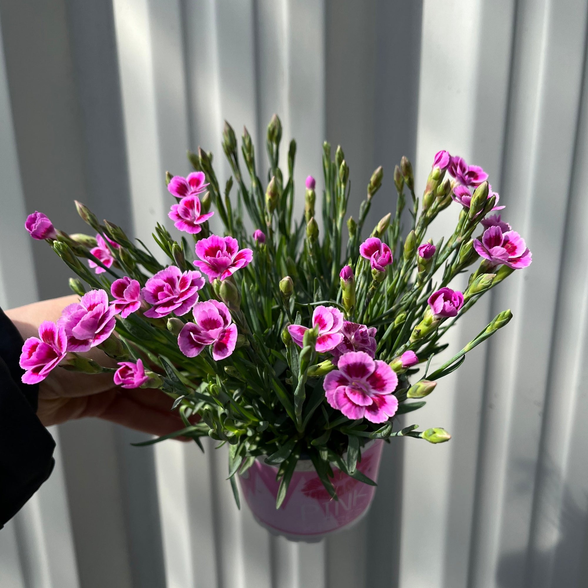 Dianthus Pink Kisses 10cm