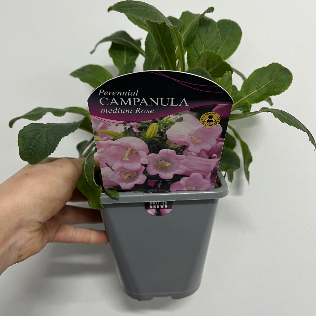 A hand holds a gray pot with a leafy green plant. The label shows pink bell-shaped flowers and reads: Campanula medium Rose - Canterbury bells 1L, a popular perennial flower.