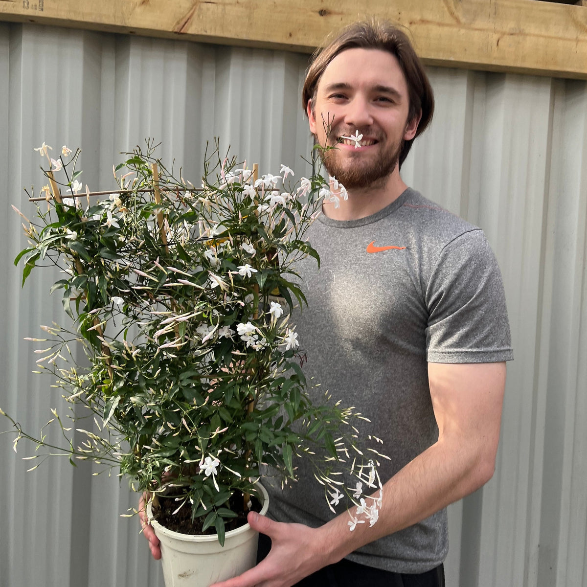 A smiling man with shoulder-length brown hair in a grey T-shirt holds a Jasmine polyanthum on Frame with green leaves and small white flowers, standing before a corrugated metal wall.