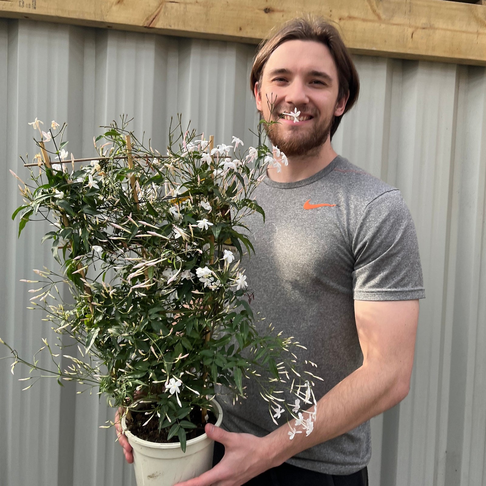 A smiling man with shoulder-length brown hair in a grey T-shirt holds a Jasmine polyanthum on Frame with green leaves and small white flowers, standing before a corrugated metal wall.