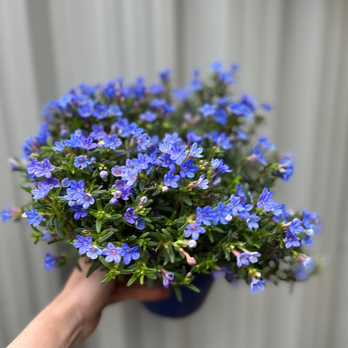 Lithodora &#39;Heavenly Blue&#39;