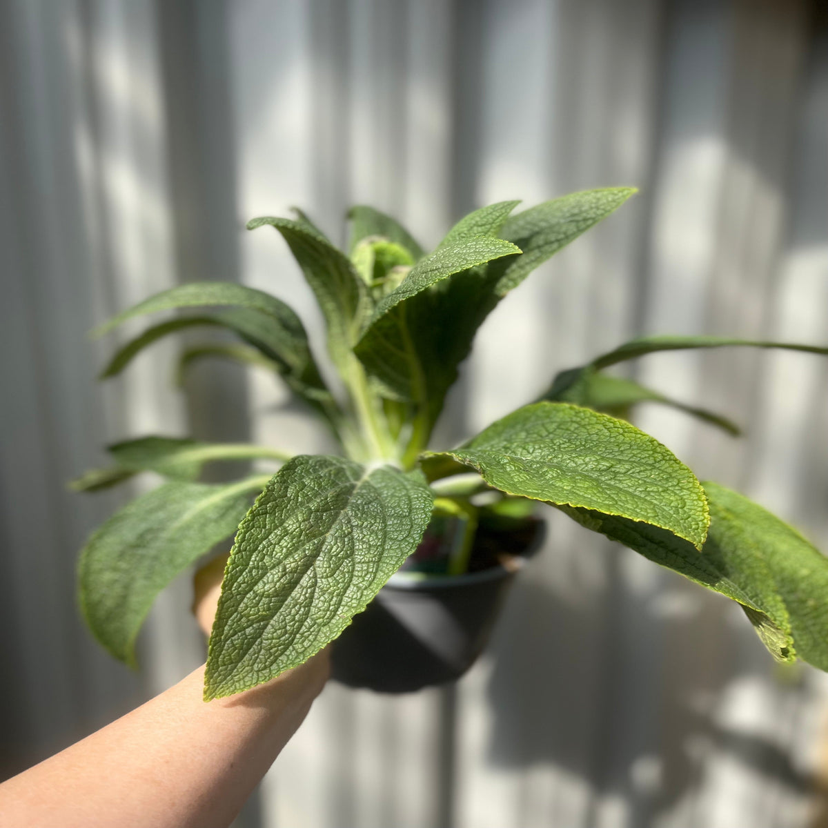 Digitalis &#39;Pink Panther&#39; Foxglove (Two Sizes Available)