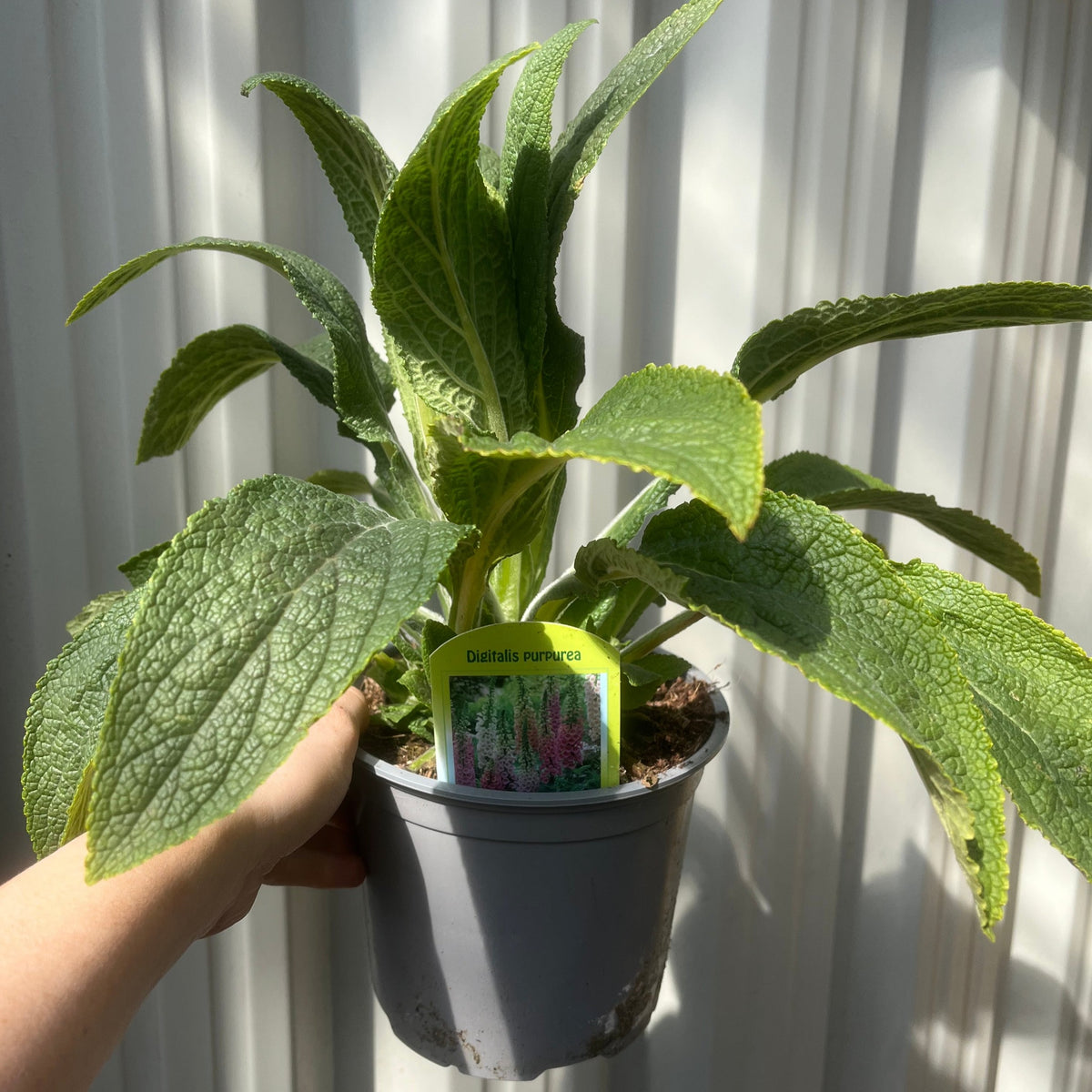 A hand holds a pot labeled “Foxgloves Digitalis purpurea Mixed Coloured 1/2L,” featuring green, textured leaves against a corrugated white background—this vibrant border plant attracts butterflies.