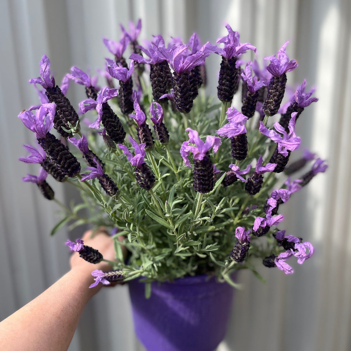 A hand holds a Lavender stoechas 5L (23cm growers pot), showcasing lush green leaves and many upright stems with vibrant purple flowers, set against a blurred light background. This beautiful perennial plant is sure to stand out.