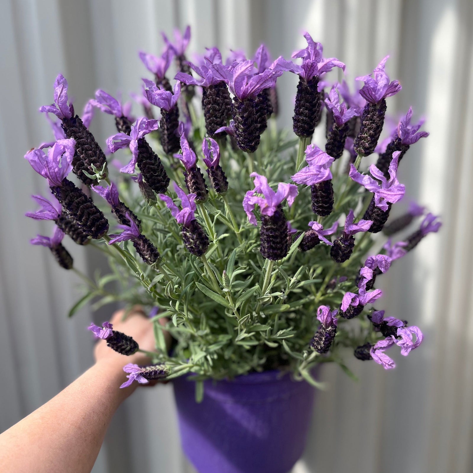 A hand holds a Lavender stoechas 5L (23cm growers pot), showcasing lush green leaves and many upright stems with vibrant purple flowers, set against a blurred light background. This beautiful perennial plant is sure to stand out.