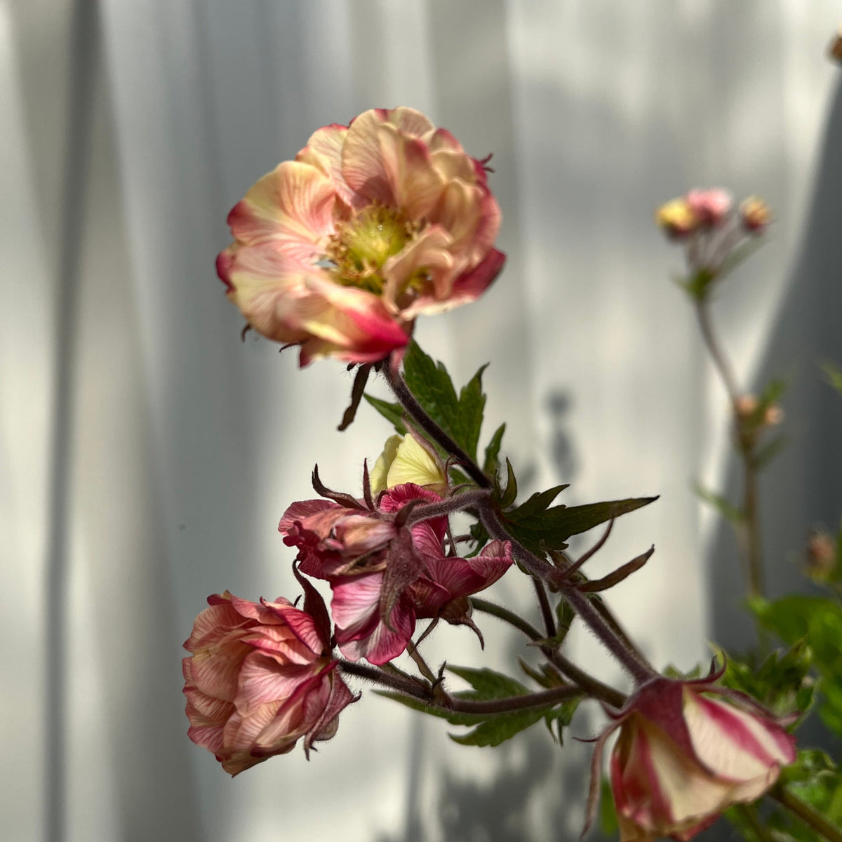 Close-up of Geum &#39;Tempo Rose&#39; 2L, a drought-tolerant perennial with ruffled pink and cream petals and green leaves, shown against a softly blurred background. This charming flower is perfect for any garden.