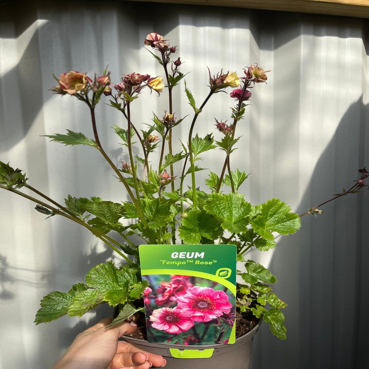 A hand holds a Geum &#39;Tempo Rose&#39; 2L perennial plant with green leaves and tall stems bearing pink flowers. The pot features a plant label with bright pink blooms. The background is a corrugated metal wall.