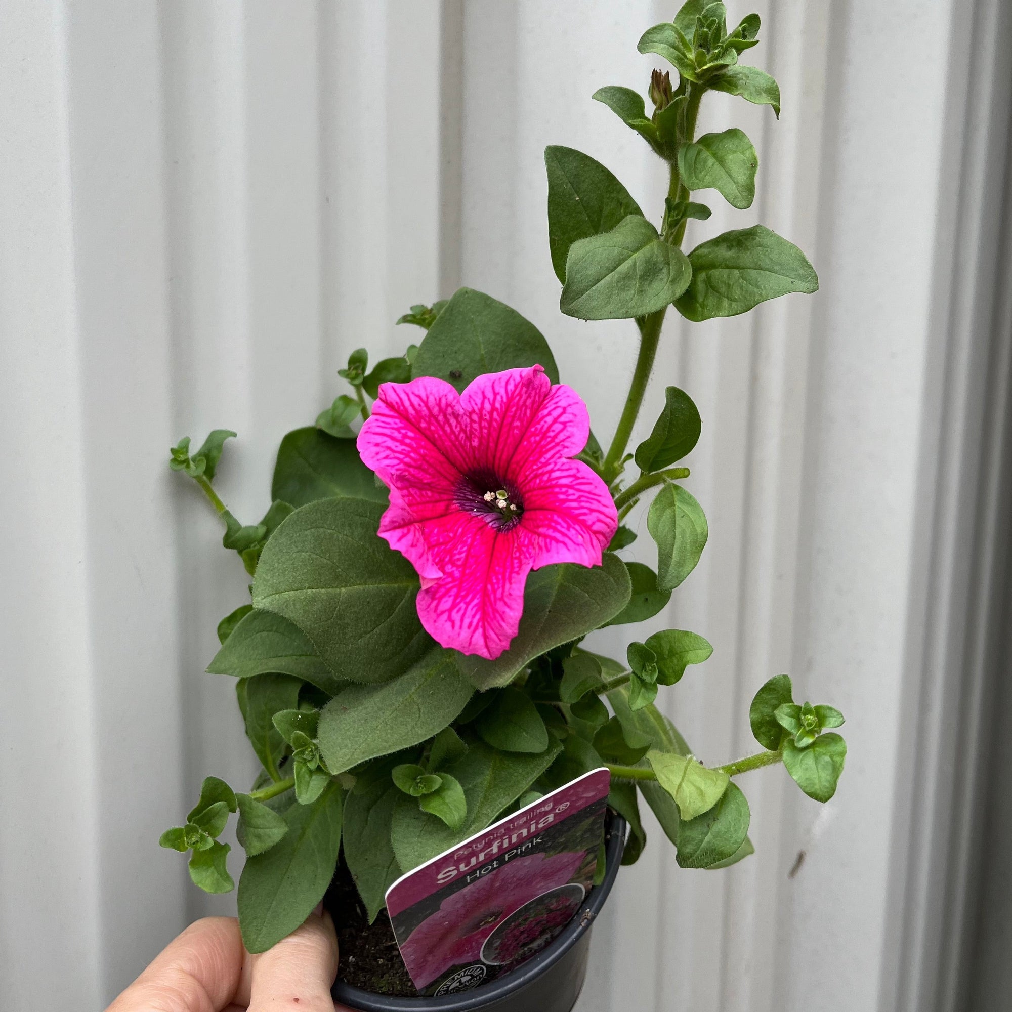 Petunia 'Trailing Surfinia Hot Pink' 9cm