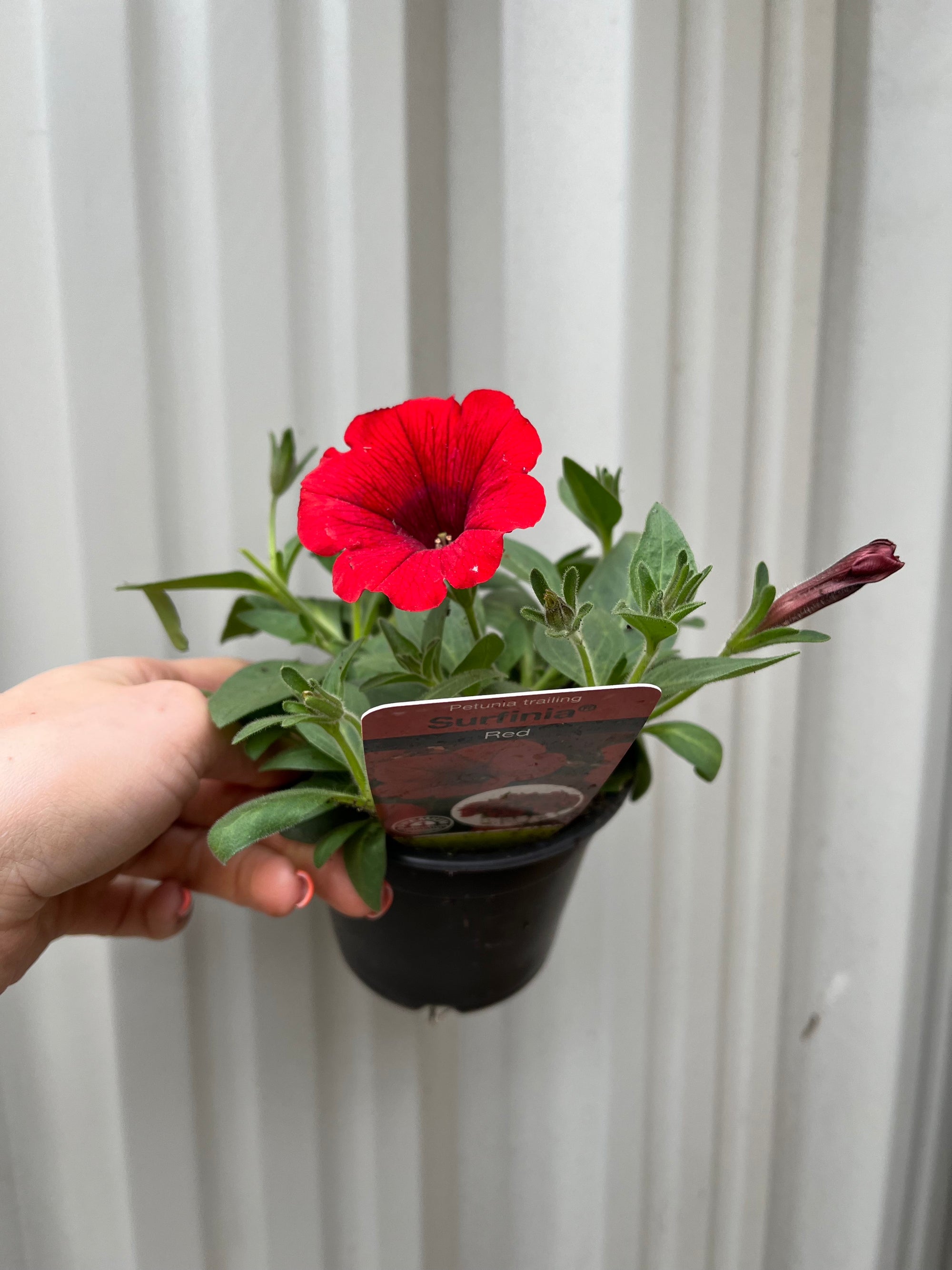 Petunia 'Trailing Surfinia Red' 9cm