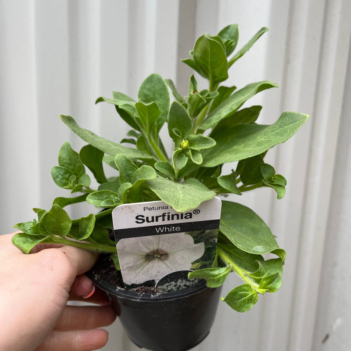 Petunia &#39;Trailing Surfinia White&#39; 9cm