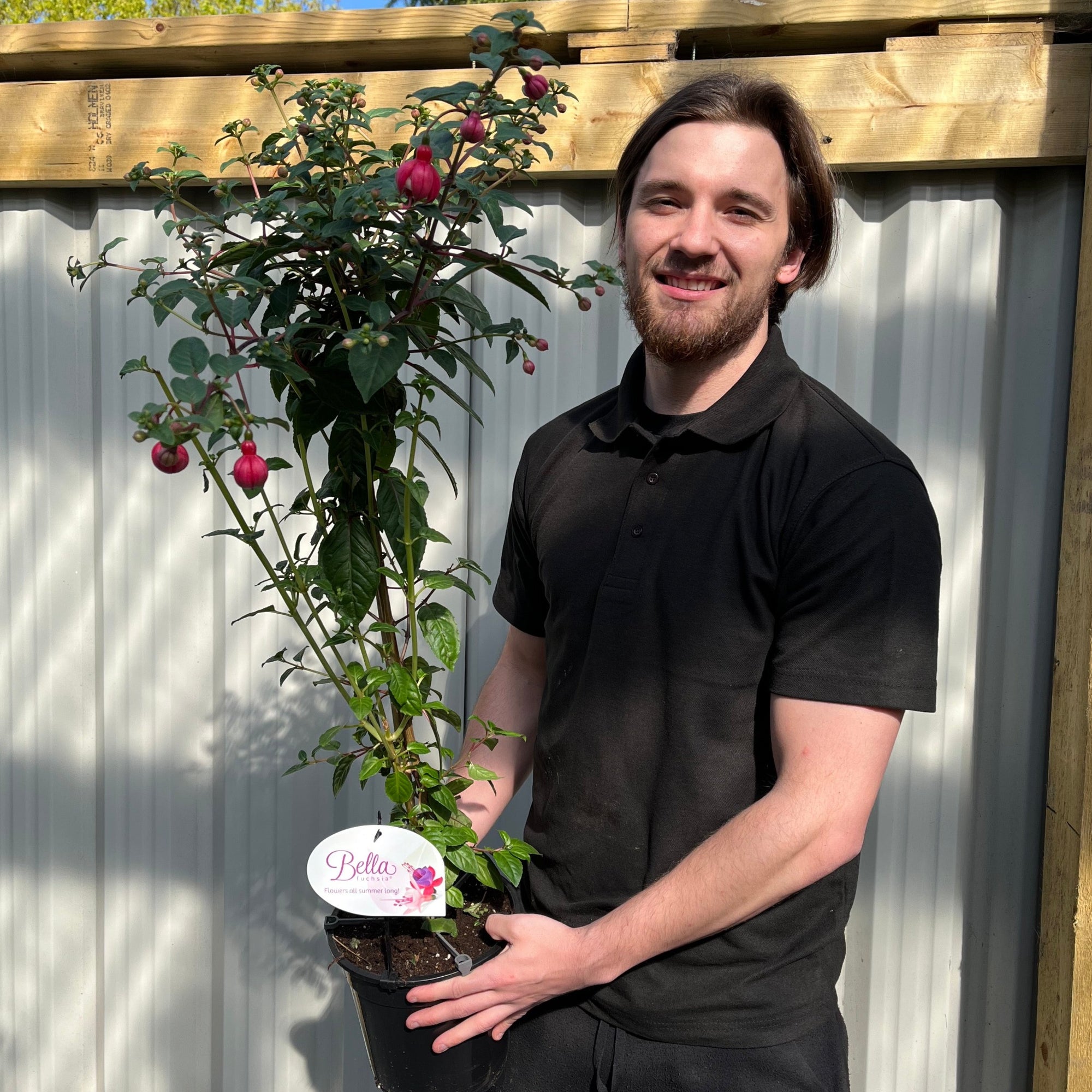 Fuchsia on Stem (Standard Fuchsia) 'Bella' 80-90cm