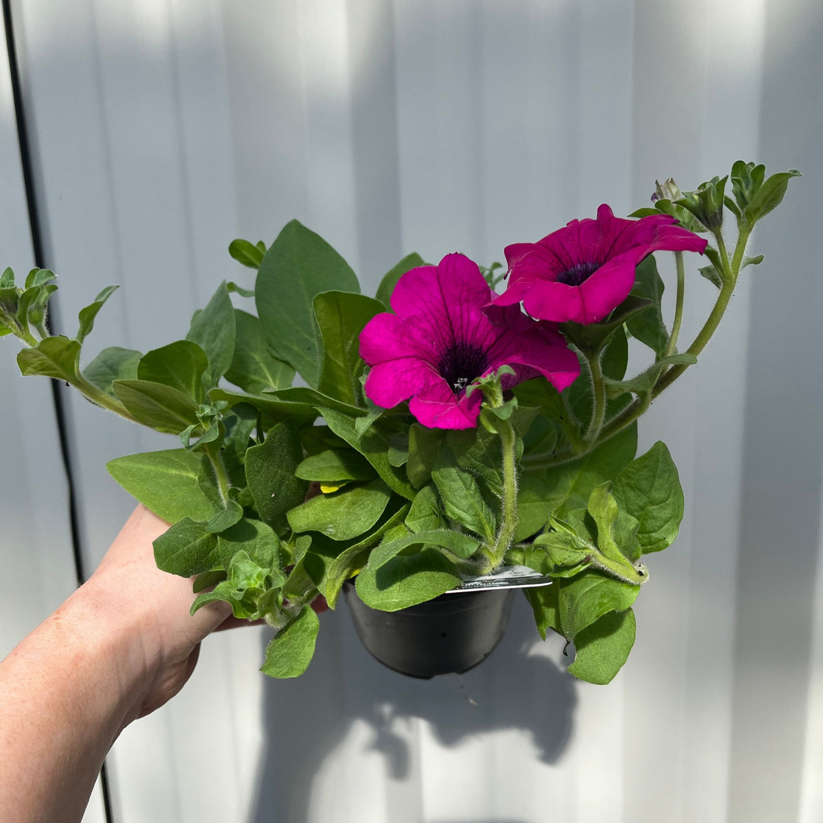 Petunia &#39;Trailing Surfinia Purple&#39;