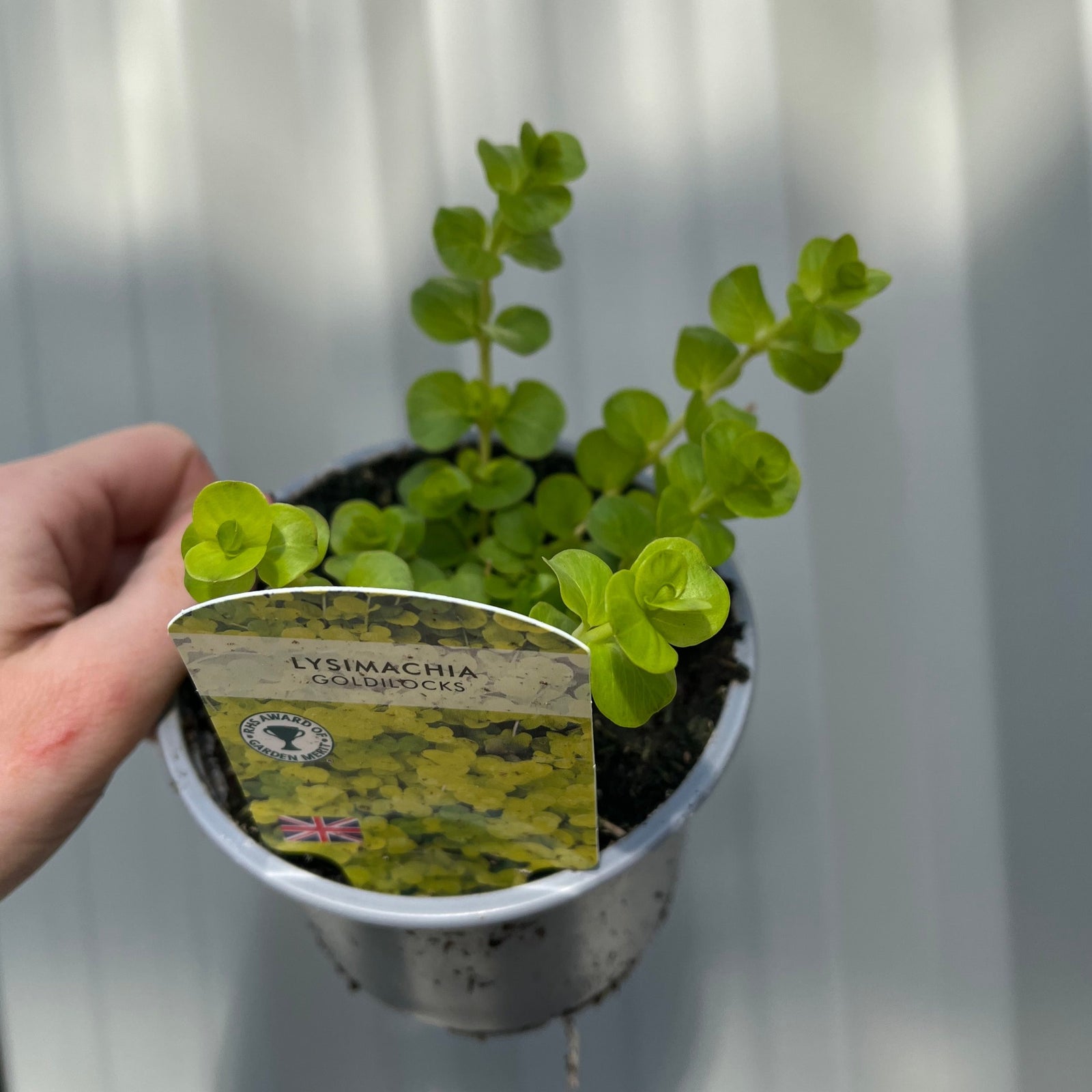 Lysimachia 'Goldilocks' (9cm Pot)
